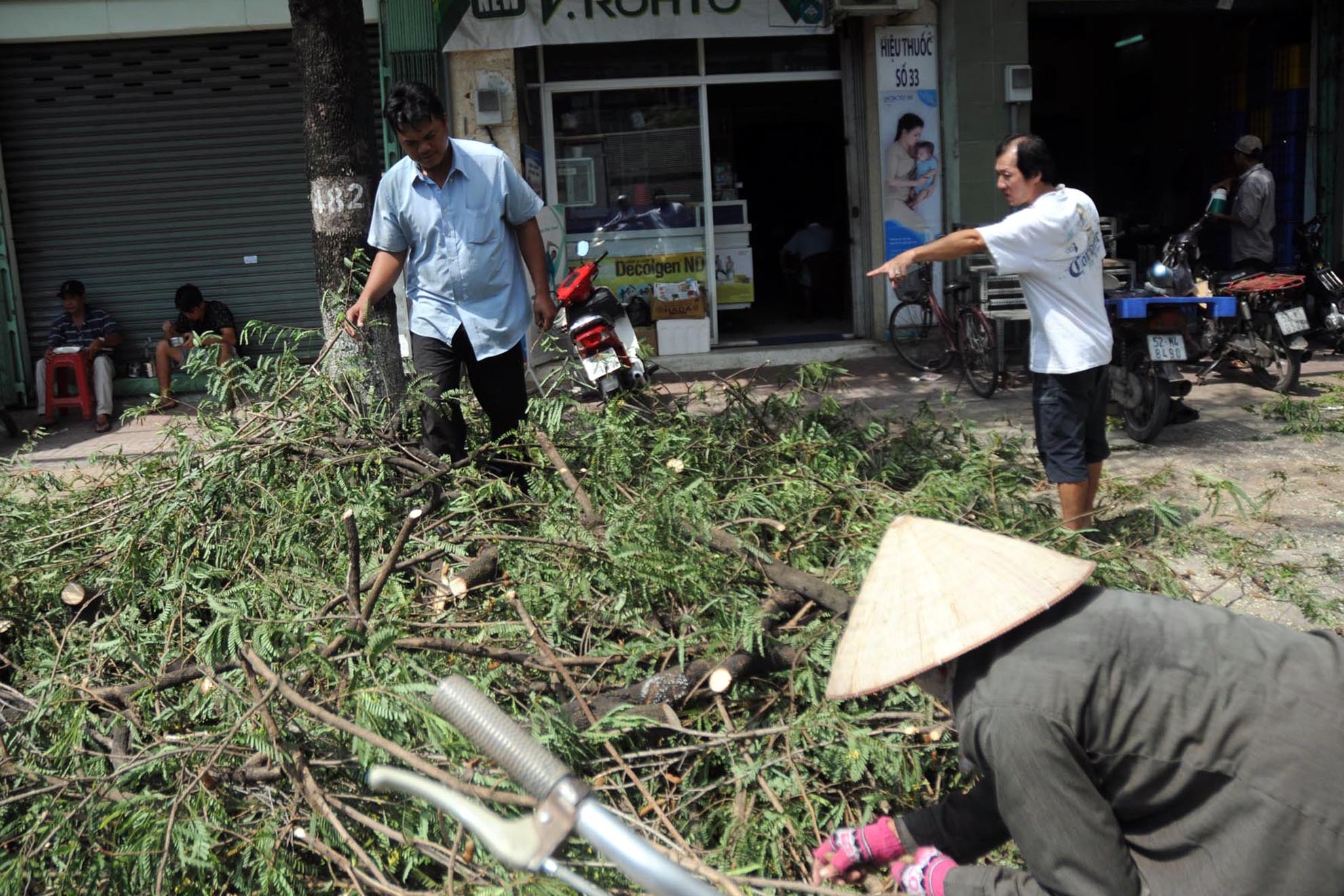 Để tránh làm đứt đường dây điện và tai nạn cho người đi đường, công ty cây xanh thường xuyên phải cắt tỉa cảnh. Vì thế, dù cây me che mát và có nhiều trái cũng bị đốn bỏ.