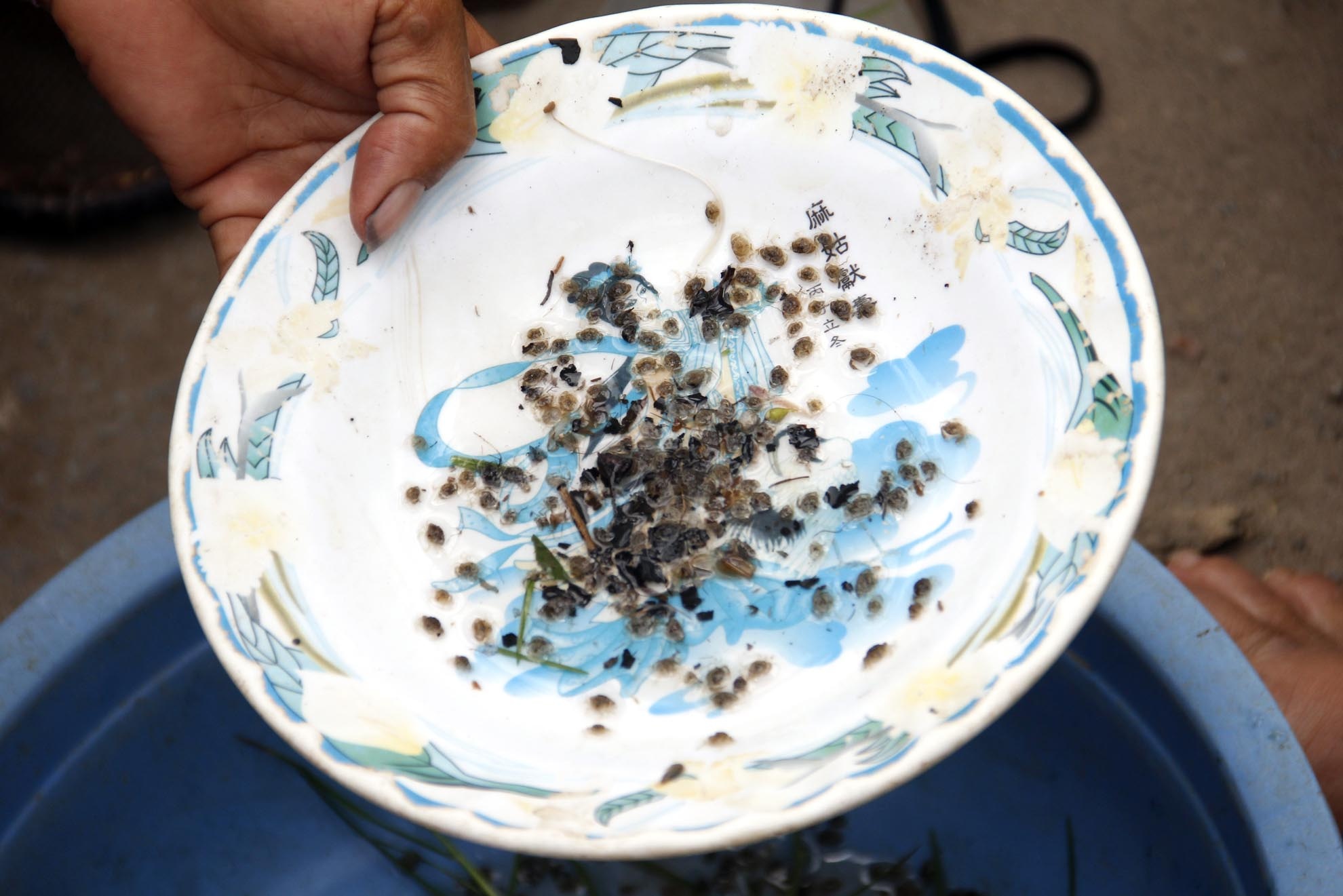 Với 5 tiếng đồng hồ, một người có thể bắt được từ 70 – 100 cua con cho một buổi xiệp. Những chú cua con bắt được nhỏ xíu bằng đầu đũa.