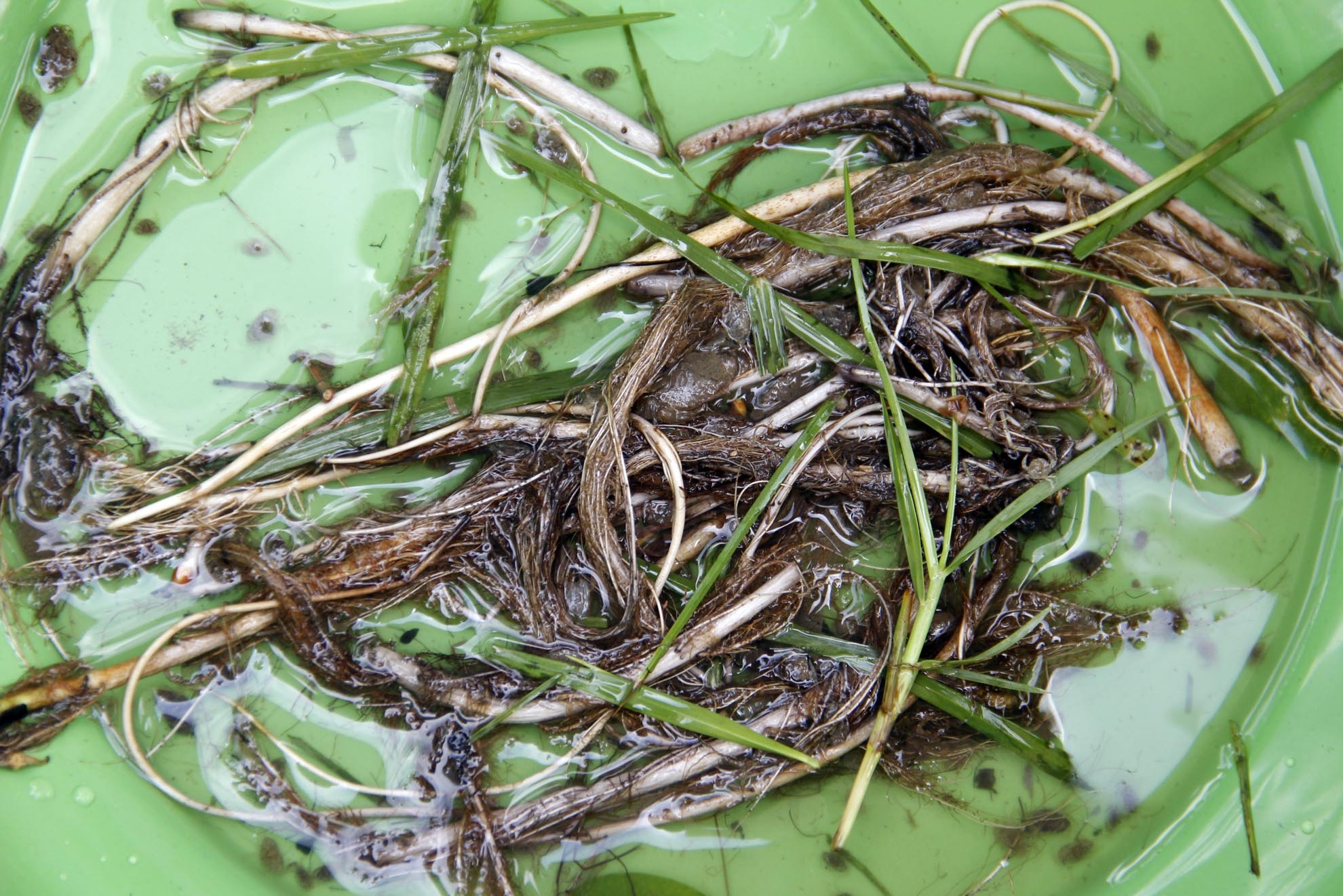 Khi thủy triều lên sấp mặt nước, họ bắt đầu lội đất sình vào khu rừng bần  ngay cửa biển để xiệp. Các xiệp thủ dùng xiệp xúc vào các bụi cỏ, tảo biển ngập trong nước. Cua con khi nở ra còn nhỏ đều bám vào cỏ và bị xúc cả cua lần tảo cho vào thau nhựa.