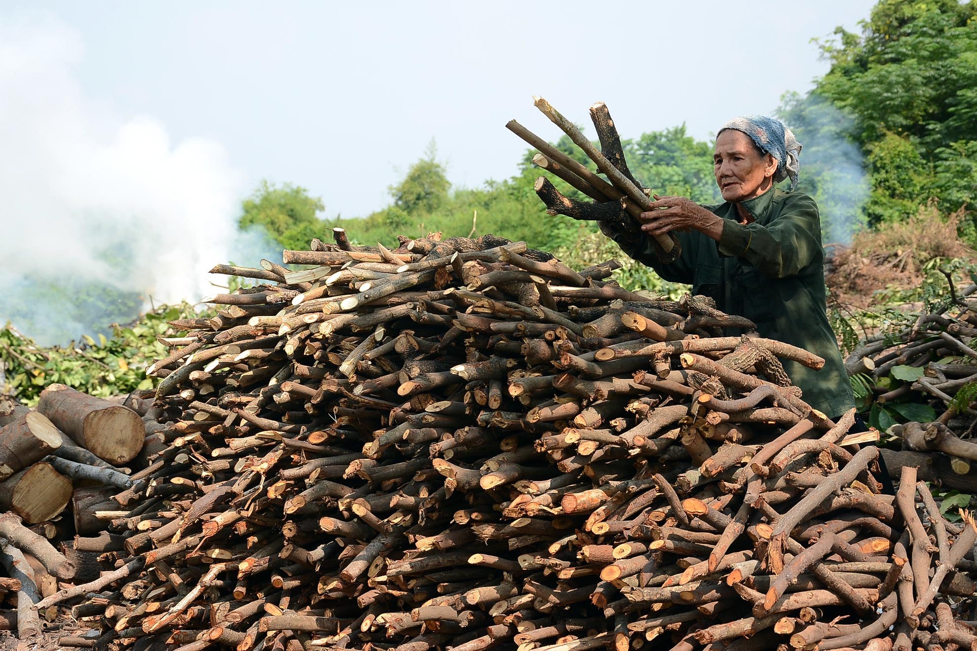 Củi ở đây chủ yếu là những thân, cành, nhánh cây xanh sâu mục, gãy đổ hay cắt tỉa ở trung tâm thành phố, được các công nhân công ty cây xanh vận chuyển về bãi rác để đốt. 