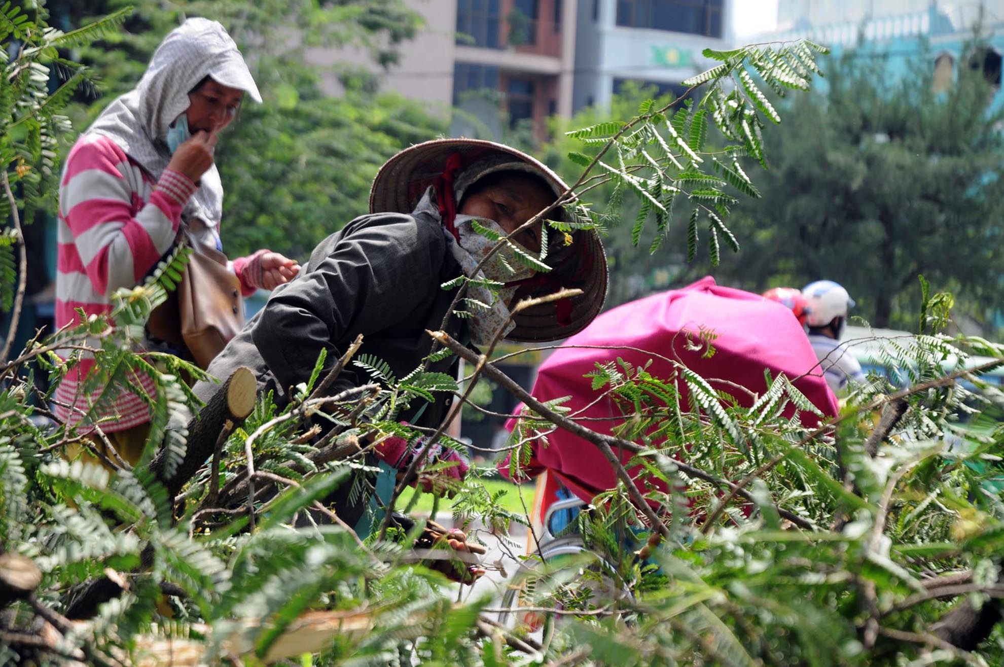 Người dân sống hai bên đường mang túi nilon ra hái me mang về nấu canh chua.