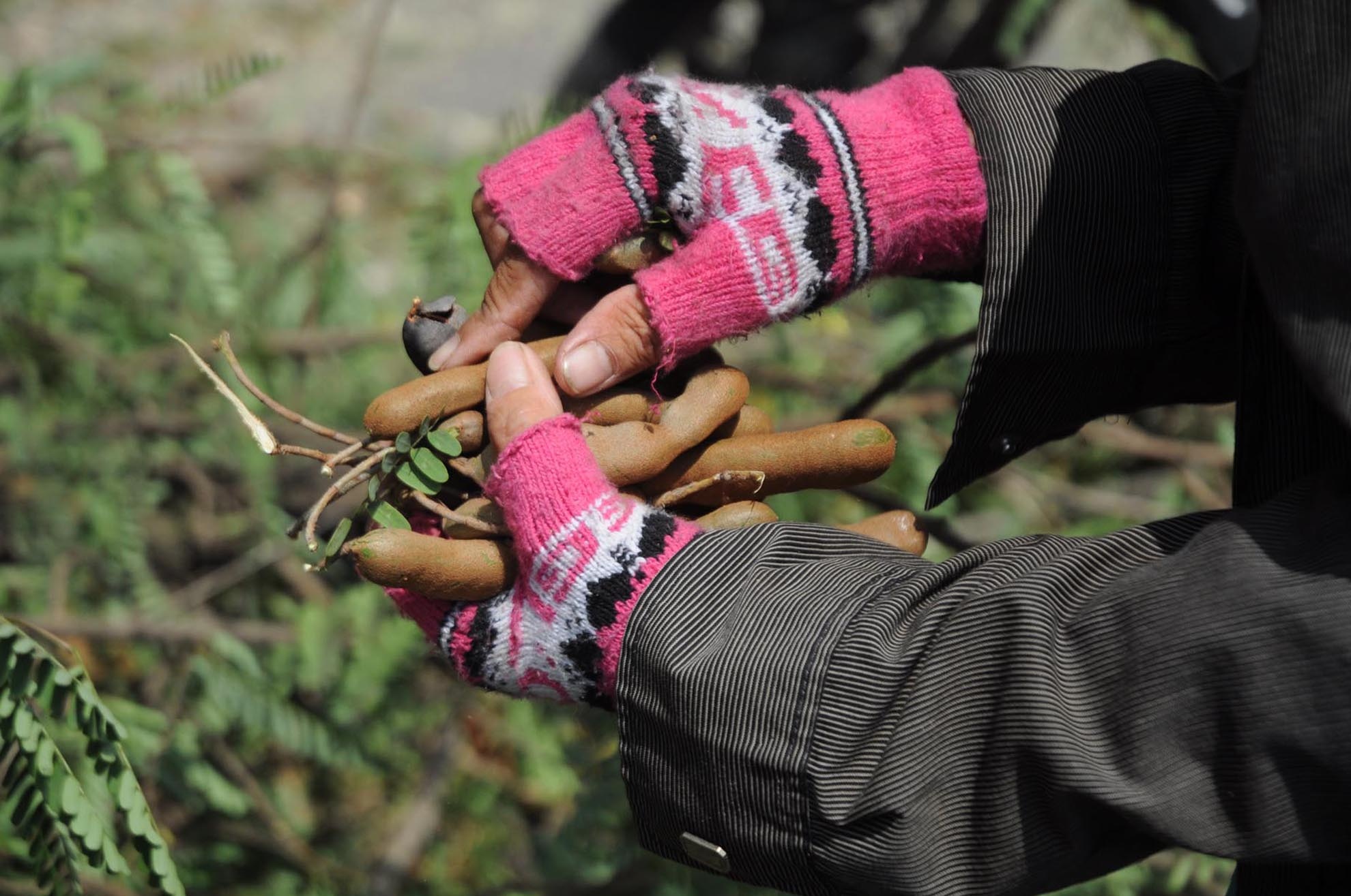 Những người đi đường cũng dừng xe để hái me trước khi công nhân cây xanh dọn dẹp.