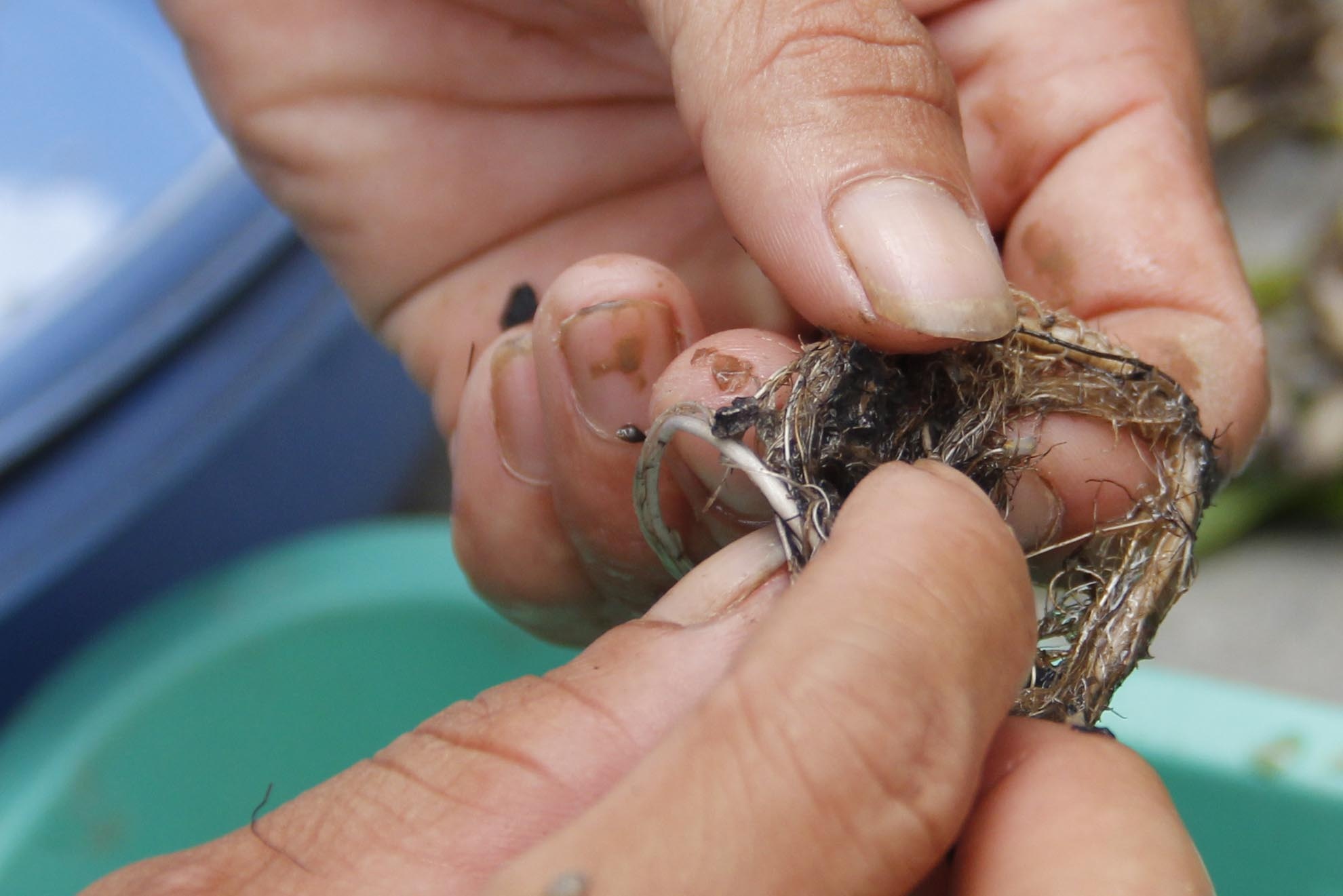 Đầu tiên cua được gỡ nhẹ ngàng ra khỏi rong tảo, công đoạn này phải nhẹ ngàng vì cua con rất dễ bị chết nếu mạnh tay