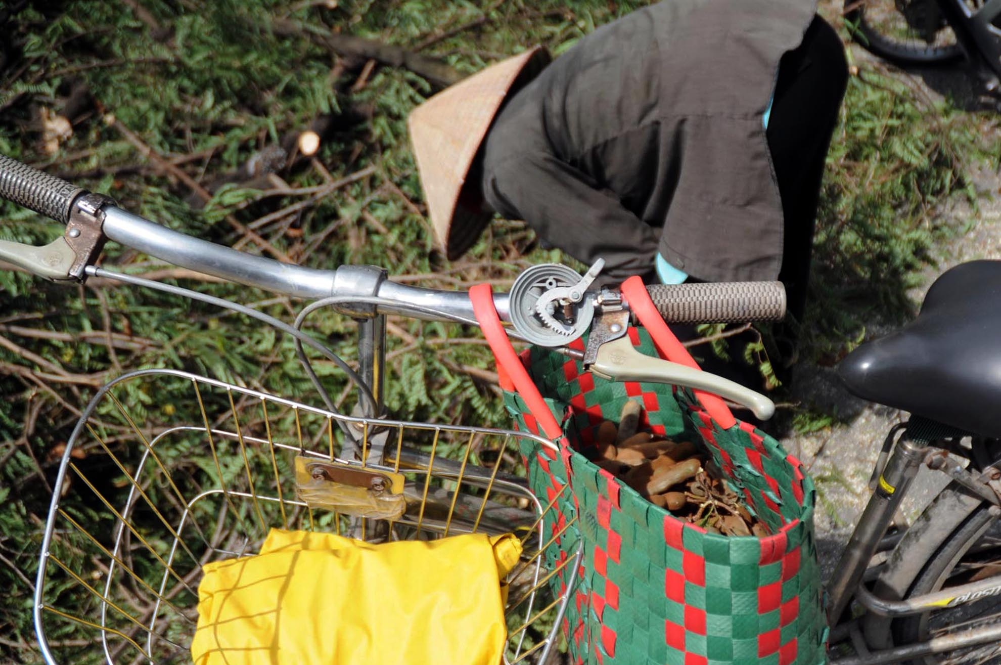 Người phụ nữ này còn mang theo cả giỏ xách để hái được nhiều. Bà chỉ nhặt chưa đầy 30 phút đã được giỏ me đầy.