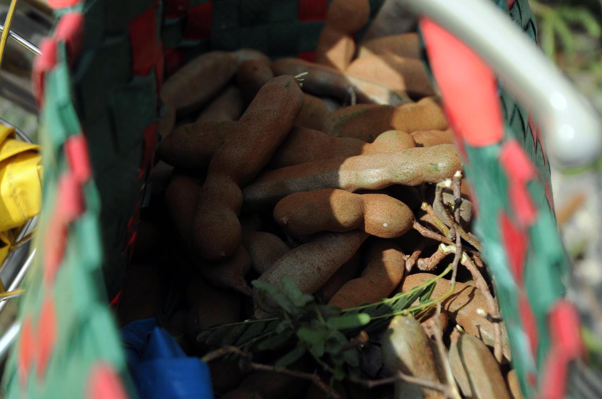 Theo bà, số me này để dành một ít ăn, còn lại mang ra chợ bán cũng được vài trăm nghìn.