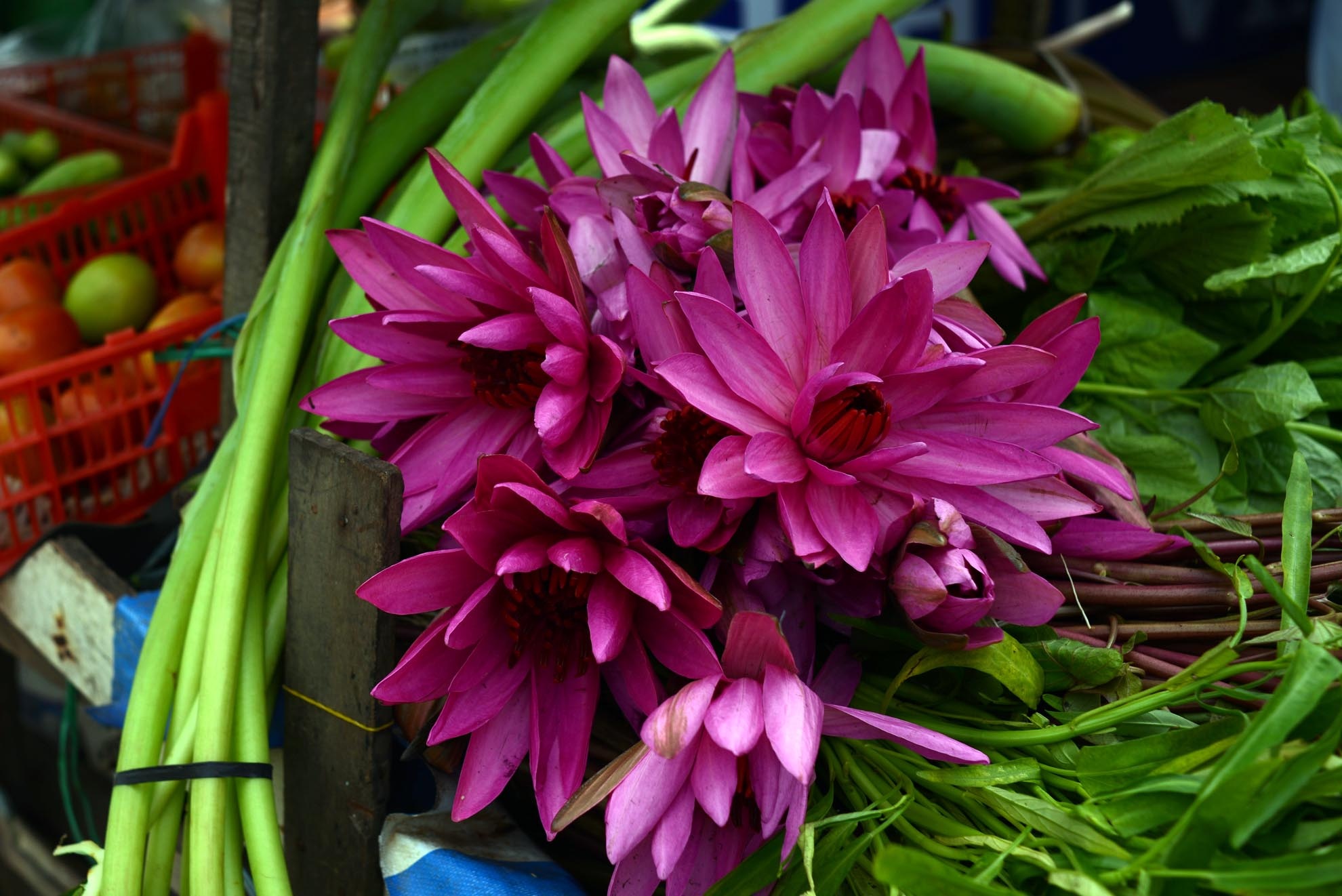 Bông súng, một loại thực phẩm chế biến được nhiều món ăn ngon của người miền Tây.