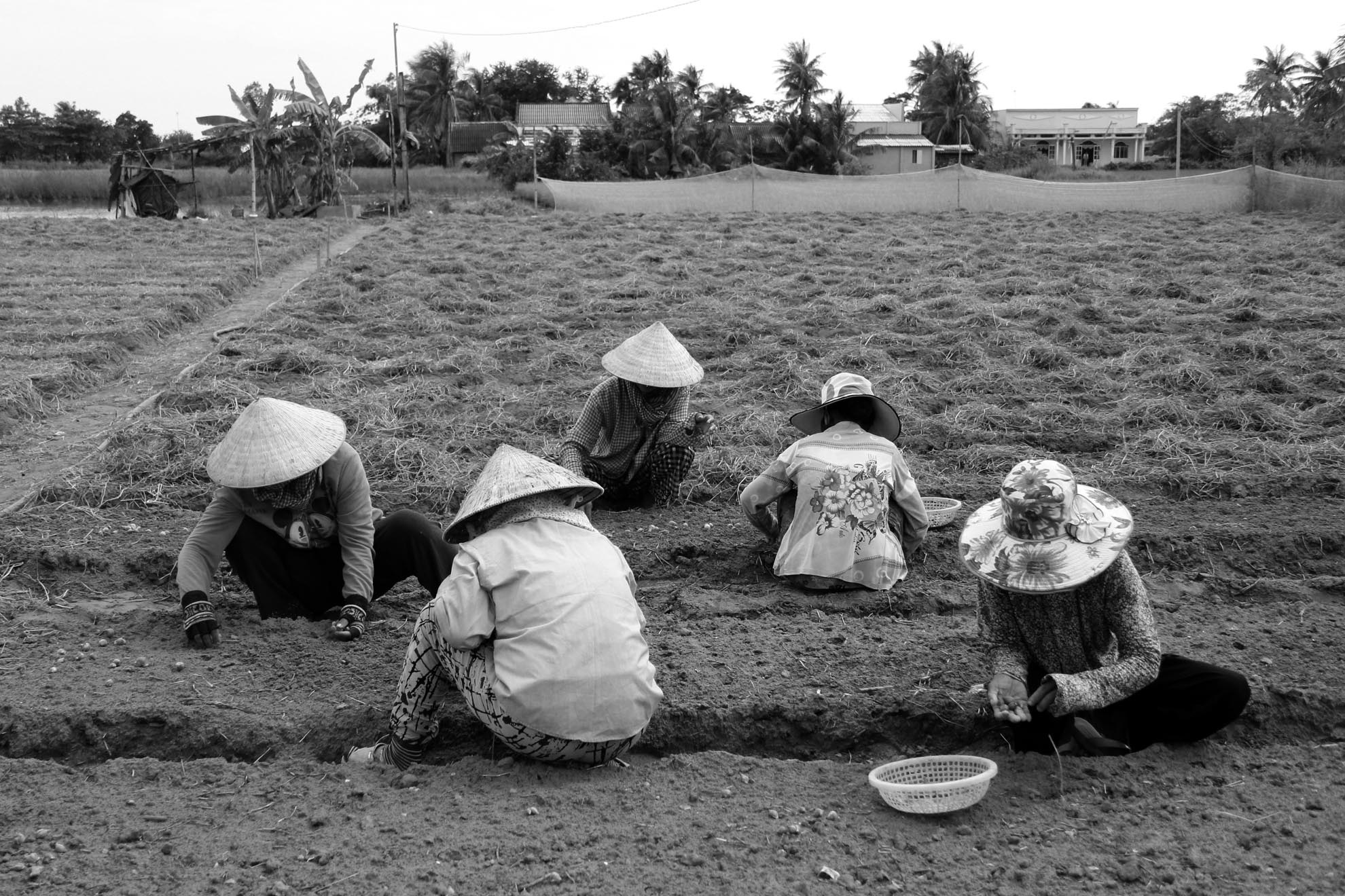Toàn huyện Vĩnh Châu có hơn 5000 ha trồng hành tím cung cấp gần 50.000 tấn hành cho thị trường trong nước và xuất khẩu sáng Indonesia & Nhật Bản. Với khối lượng sản phẩm khổng lồ như vậy nên phần lớn các hộ dân ở đây đều làm nghề trồng hành mà nhiều nhất có lẽ là ấp Đại Bái B, xã Lạc Hòa. Song bên cạnh điều đáng mừng đó thì đây cũng là nơi gánh chịu tai họa lớn với hàng trăm người dân bị mù.