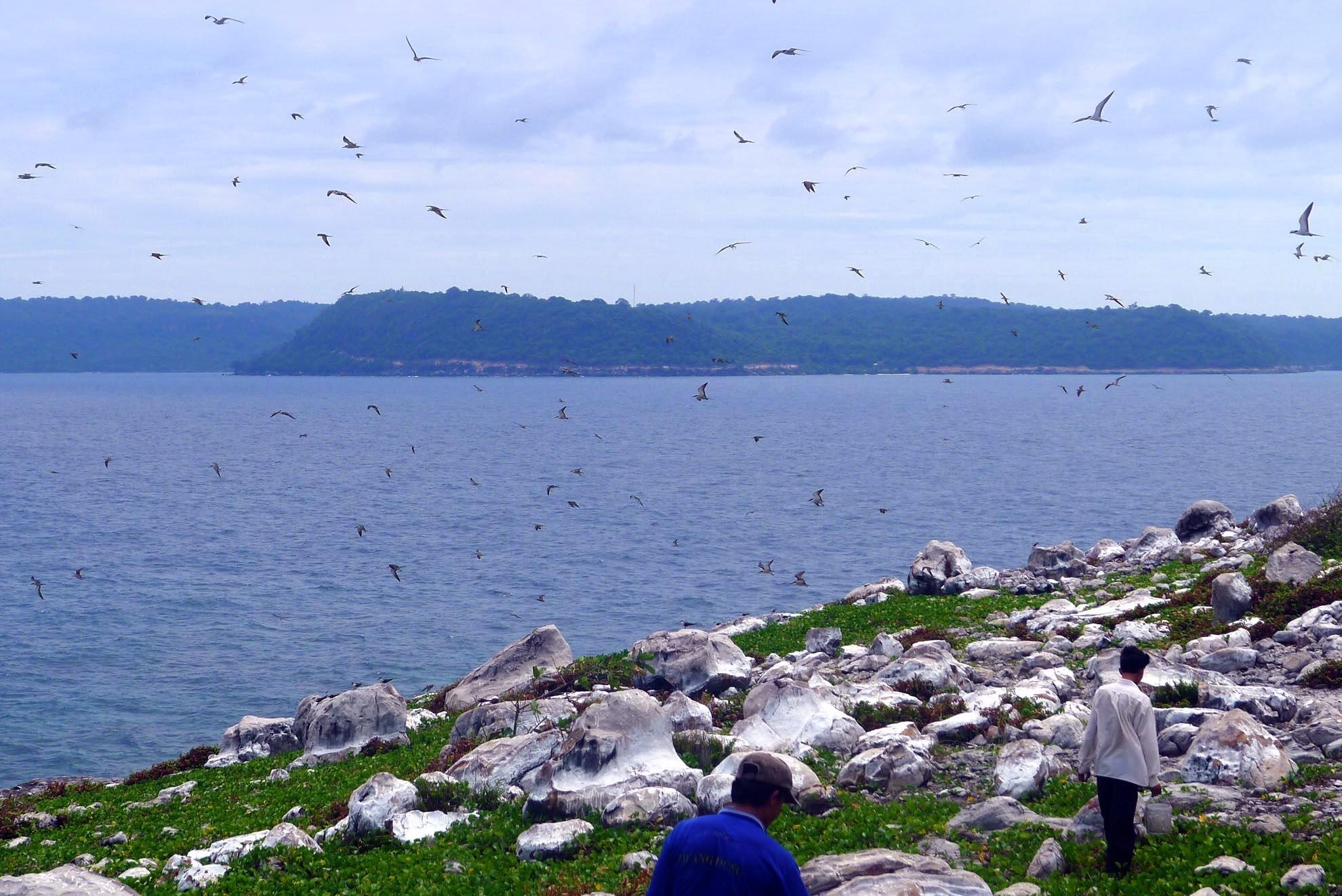 Vào mùa này người dân ở đảo chính Thổ Chu cũng thường ra đây lượm trứng nhạn về để bán hoặc ăn. Chính những hoạt động này đã làm giảm đi rất nhiều số lượng chim nhạn trên đảo. trong tương lai nếu không có sự can thiệp bào tồn của cơ quan chức năng thì hình ảnh vạn chú chim nhạn tuyệt đẹp tung cánh giữa bầu trời Thổ Châu sẽ chỉ còn là ký ức.