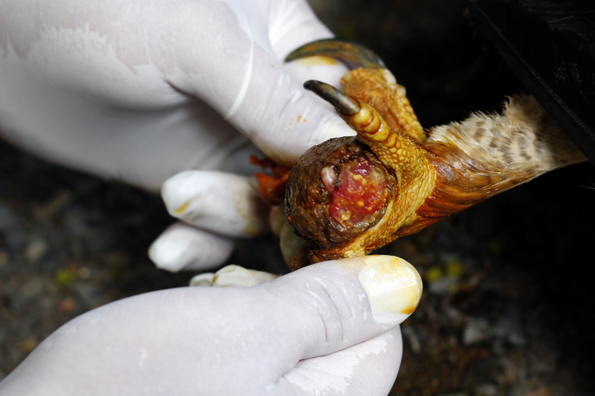 Như trường hợp cá thể đại bàng này bị gẫy xương và có khối u ở chân. Bác sĩ Lực cùng nhân viên Minh Giáp thực hiện việc theo dõi và khám chữa bệnh hàng ngày. Dự kiến sẽ phục hồi sau 2 tháng chữa trị.