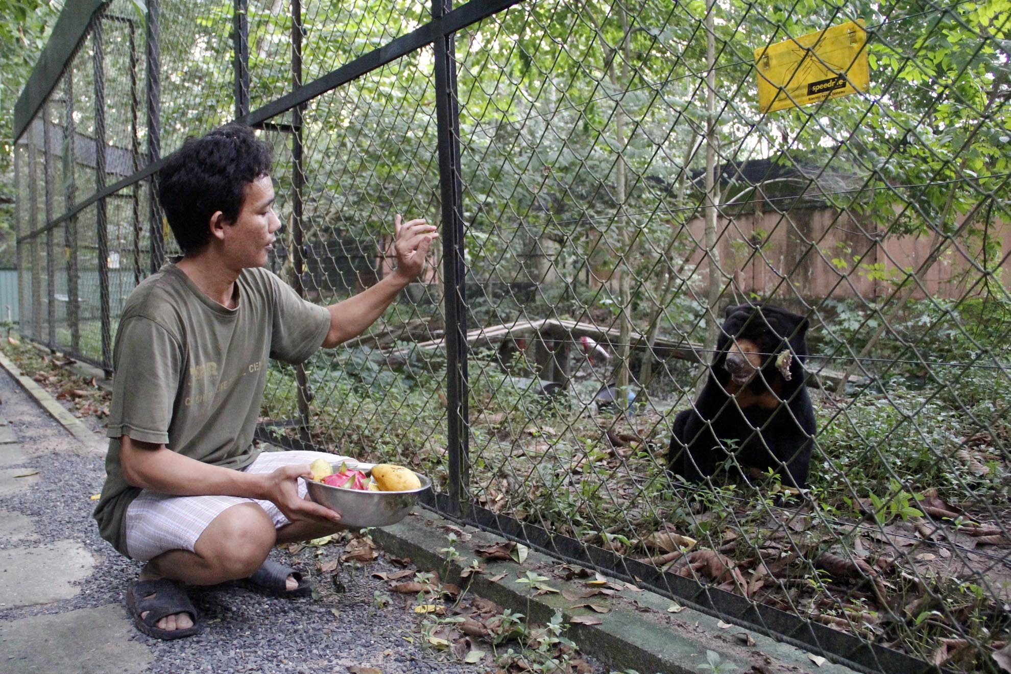 Bác sĩ thú ý Đoàn Văn Lực đang cho chú gấu ngựa ăn dặm vào bữa chiều. Chú gấu này được đưa về trung tâm trong tình trạng sức khỏe suy kiệt, qua chữa bệnh cùng sự chăm sóc chu đáo hiện nay đã hoàn toàn khỏe mạnh và sẽ được đưa về lại rừng một ngày gần đây.