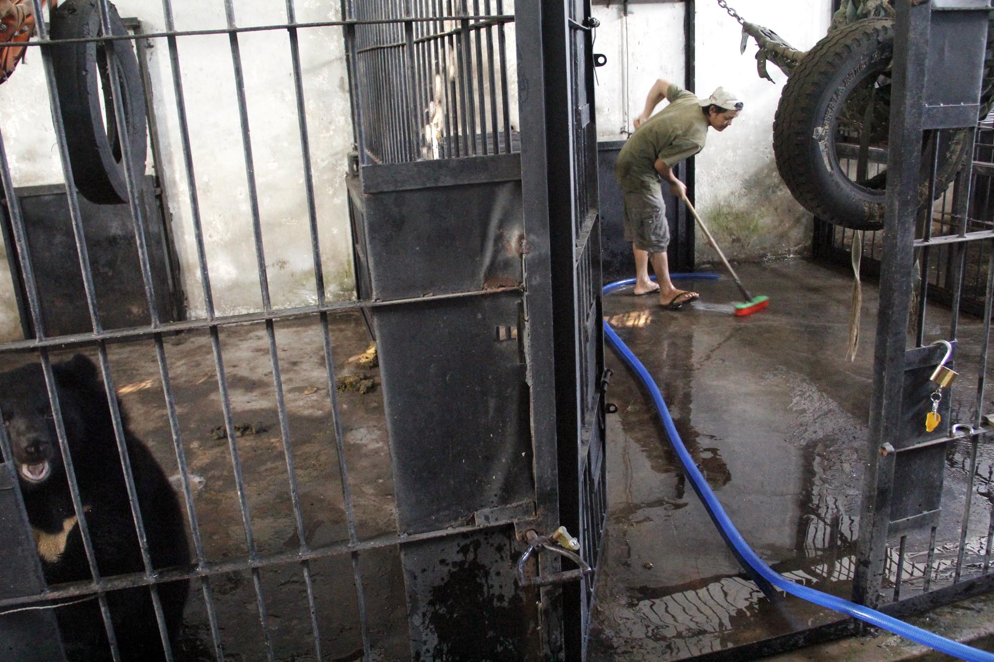 Hàng ngày nhân viên Hồ Minh Giáp phải thực hiện công việc dọn rửa chuồng thú. Anh chia sẻ: Việc chăm sóc thú trong khu vực này cực kỳ nguy hiểm vì do thú bị con người tấn công nhiều lần nên rất dễ bị kích động. Chỉ cần sơ sẩy là có thể xảy ra tai nạn ngay.