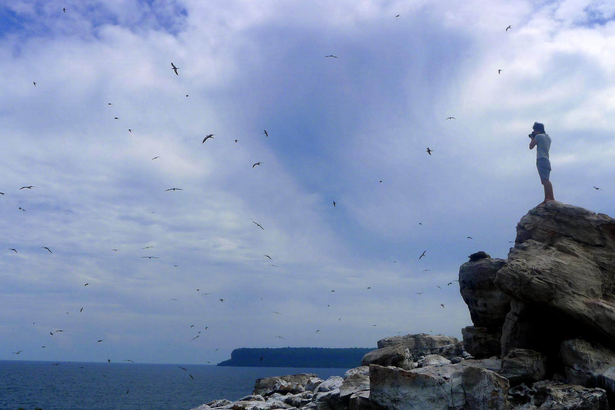 Cứ vào tầm tháng 6 âm lịch là chim nhạn từ bốn phương trời lại bay về đây sinh sôi nảy nở. Chim bay rợp cá một góc trời có đến hàng vạn con. 
