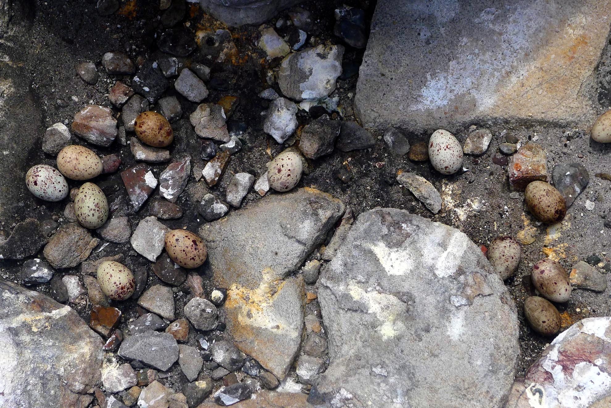 Vì loài nhạn không biết ấp trứng, chim nhạn thường  đẻ trứng trên mặt đá và nhờ đá hấp thụ sức nóng của mặt trời để giúp trứng nở. 