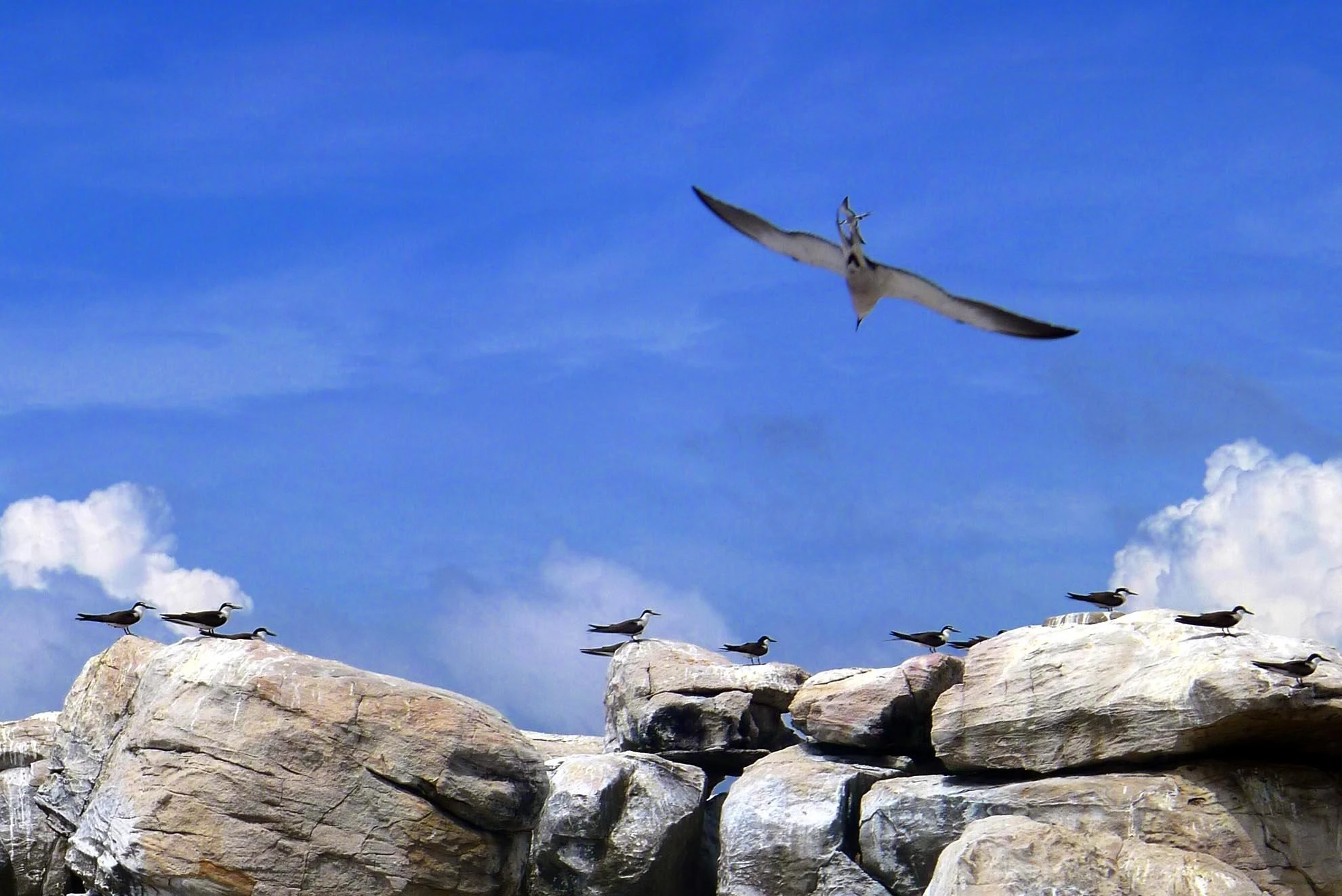 Sau khi đẻ trứng chim sẽ canh chừng 1 tháng đợi trứng nở thì bắt đầu kiếm mồi cho chim non. Hình ảnh những chú chim nhạn xếp thành hàng hàng hướng mặt ra biển hết sức thú vị. Du khách khi tham quan hòn nhạn phải cẩn thận vì có thể sơ ý đạp trứng chim do có quá nhiều.