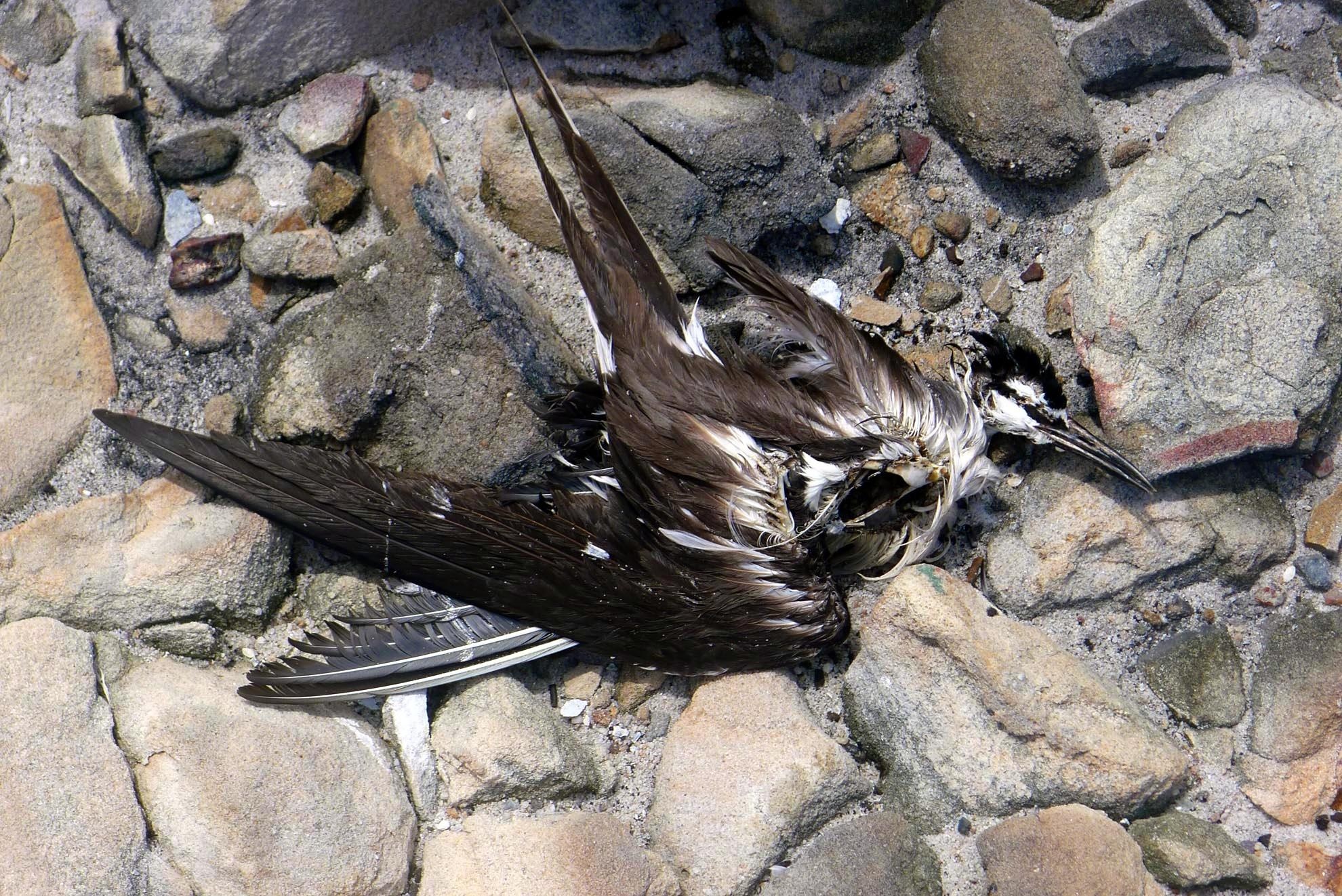 Hòn nhạn cũng là “nghĩa trang” chim nhạn giữa biển khơi. Thường các chú chim già sau khi đẻ trứng và nhịn đói để canh trứng sẽ kiệt sức và chết tại đây.