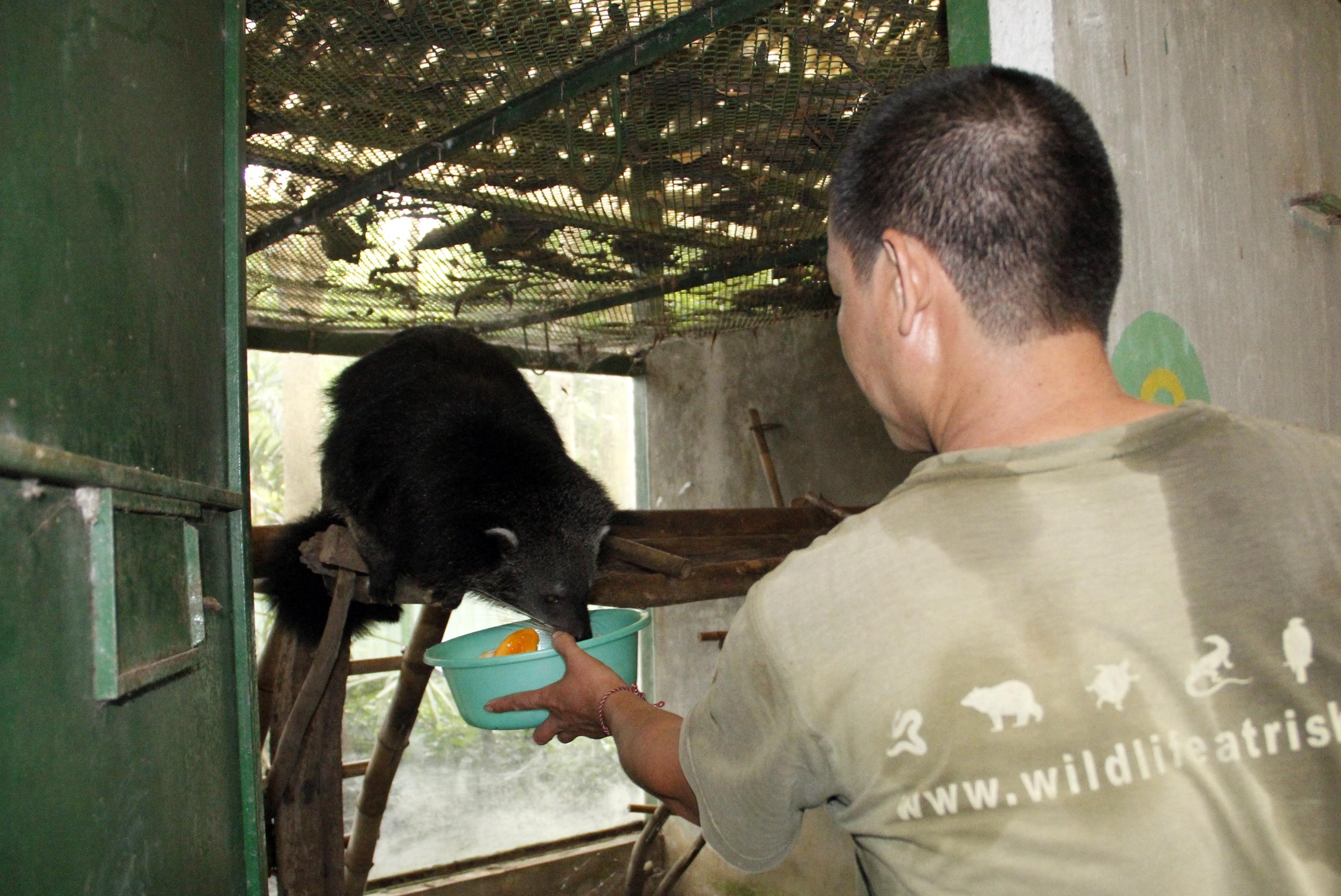 Nhiều cá thể do bị nuôi nhốt, hành hạ lâu ngày mất phản xạ tự nhiên các nhân viên phải mất nhiều thời gian chăm sóc tỉ mỉ.