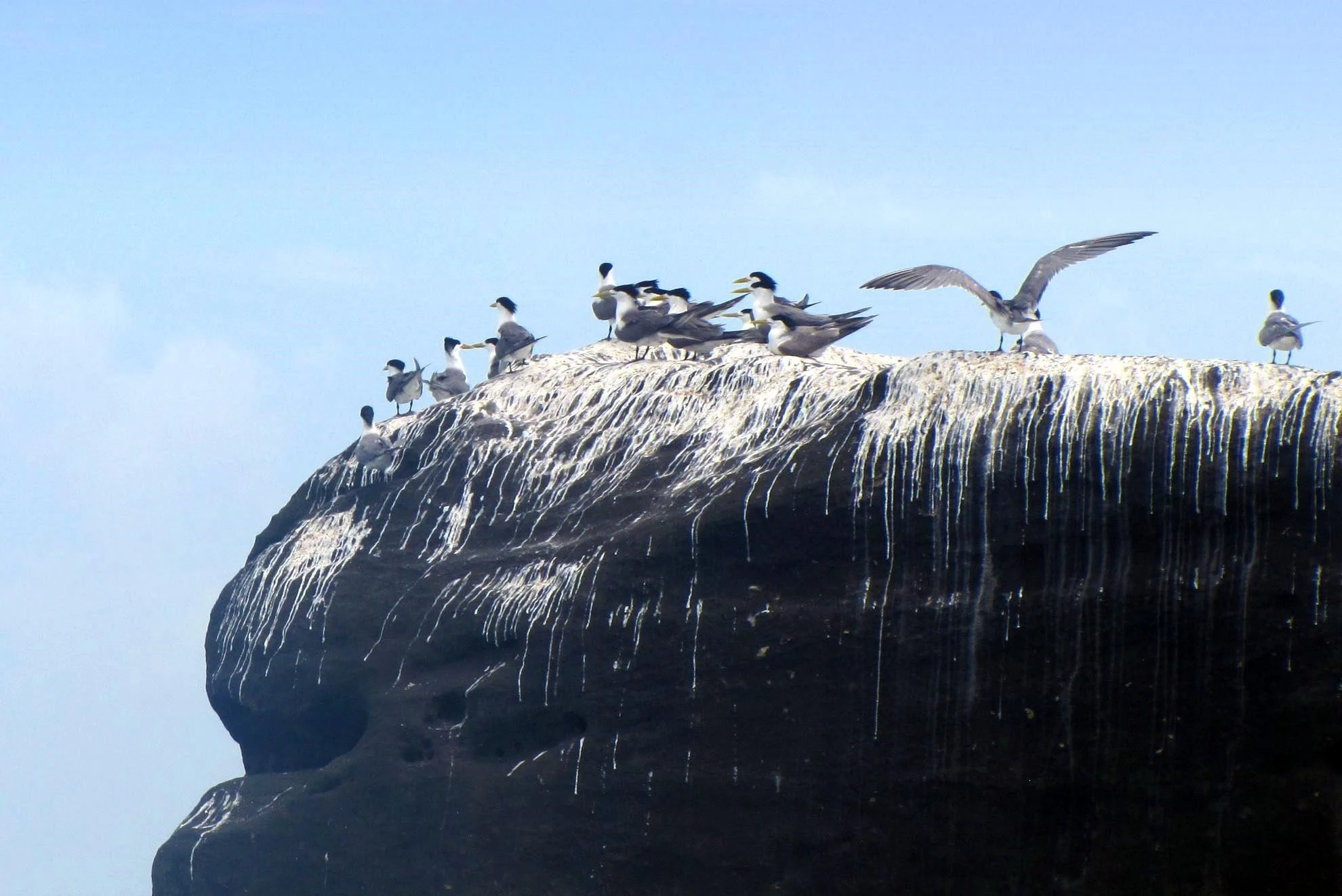 Nhạn ở Thổ Chu thường có 2 loại chim nhạn trắng và chim nhạn đen. Chim nhạn đem chiếm phần lớn, ở các phiến đá nhô ra biển, chim nhạn thường đậu kín, phân chim trắng cả đá.