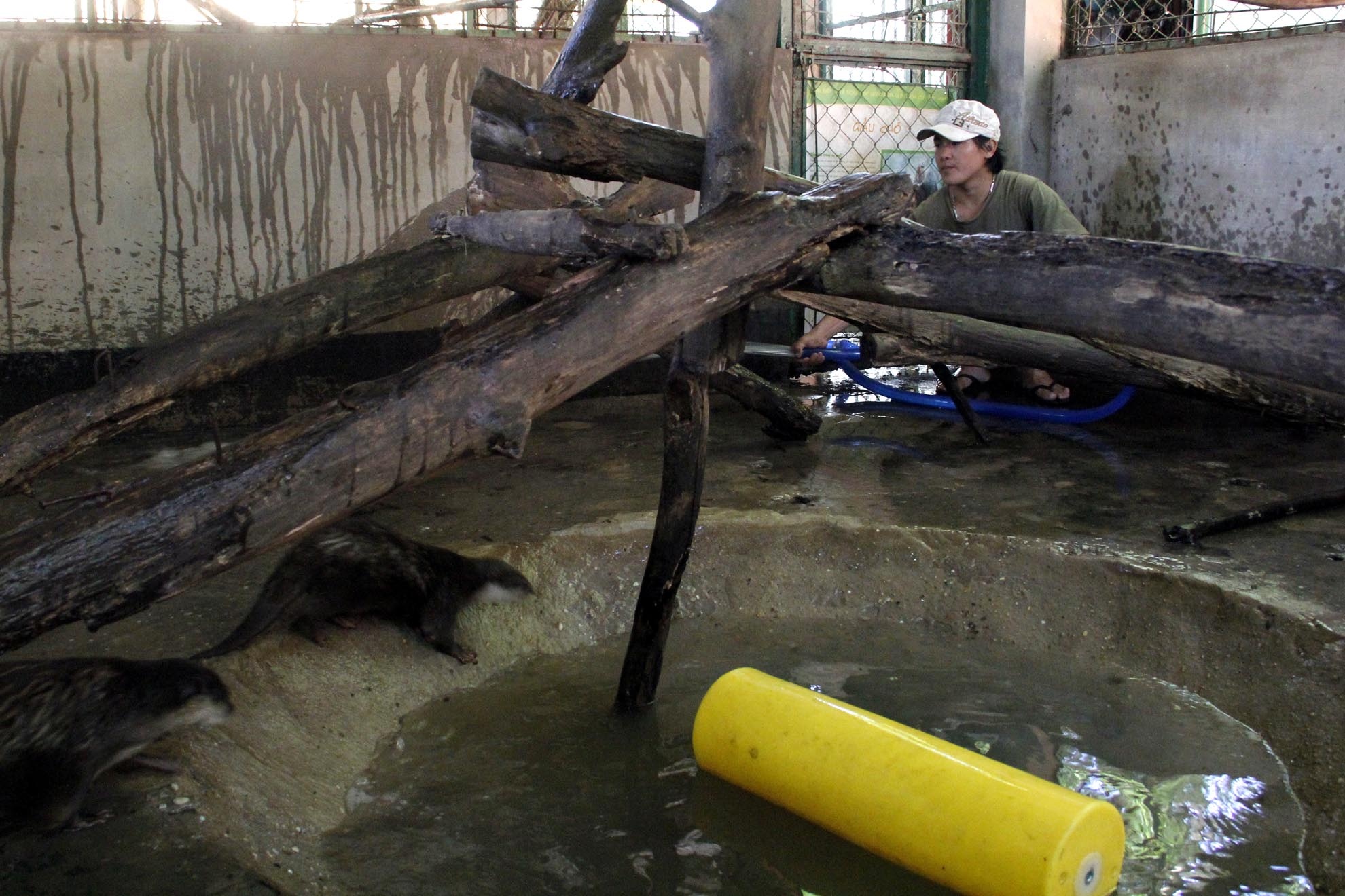 Bên cạnh việc cho ăn thì việc vệ sinh chuồng trại ngăn ngừa dịch bệnh chiếm phần lớn thời gian. Do có hạn chế về kinh phí nên với diện tích hơn 4000m2 trung tâm chỉ có 2 nhân viên phụ trách. Trong ảnh là nhân viên trung tâm thay nước sạch trong chuồng rái cá.