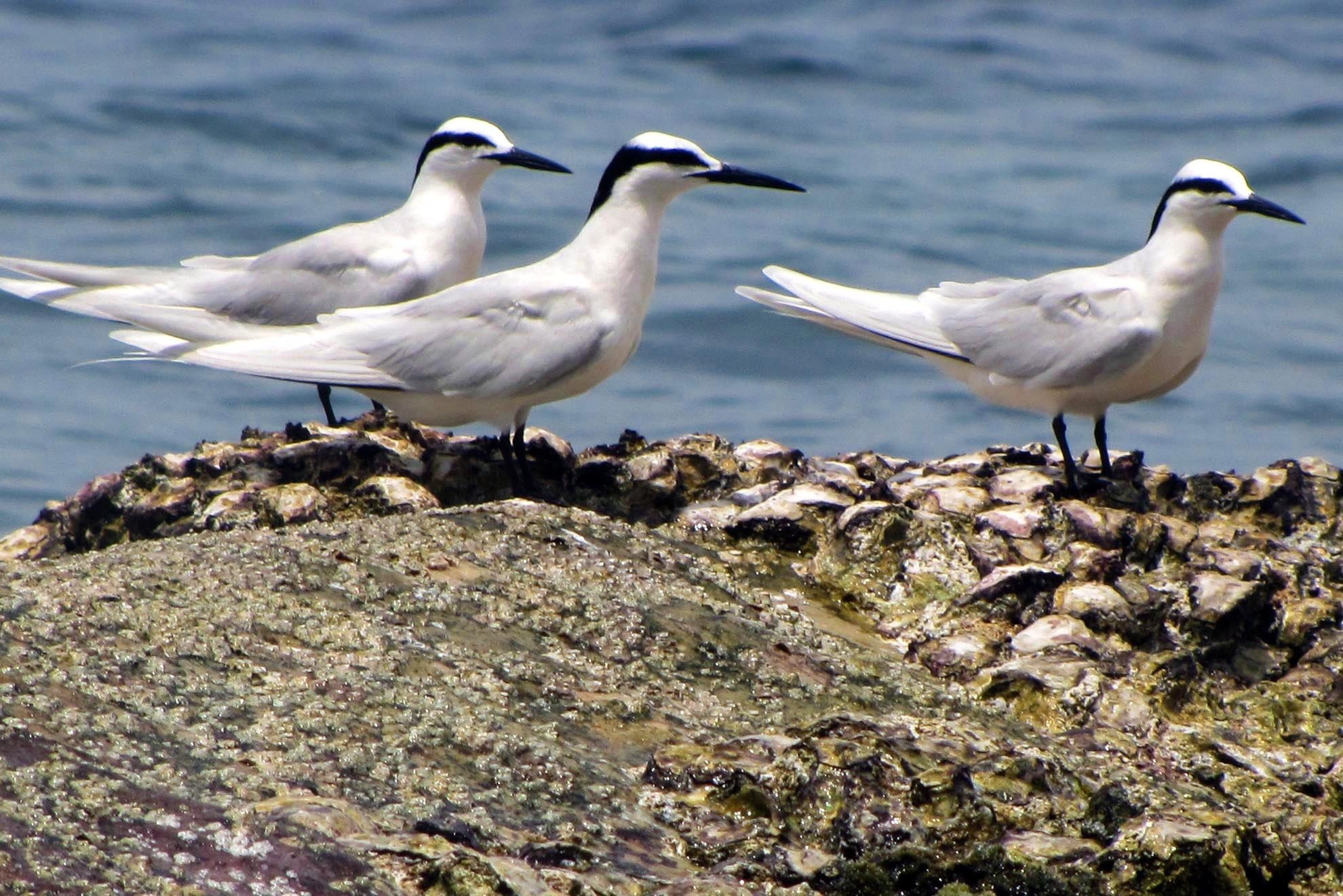 Den quan dao Tho Chu ngam hang van con chim nhan hinh anh
