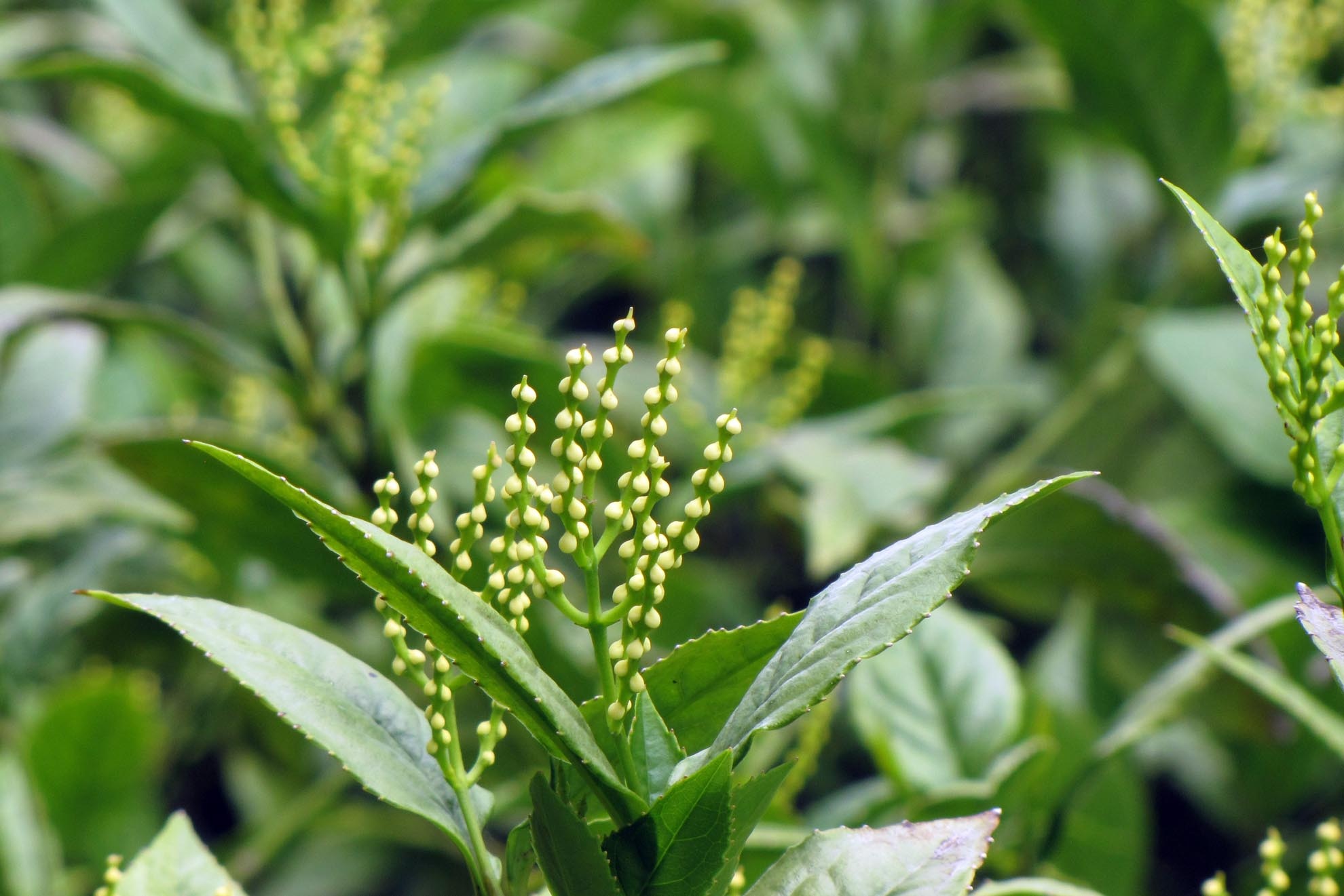 Đầu tiên bà dùng hoa tường vi nhưng lâu dần bà phát hiện trà ướp hương tường vi không giữ được lâu, lại chóng hỏng vì bị mọt. Bà chia sẻ với những người hàng xóm từ Bắc di cư vào, và biết một thông tin thú vị. Ngoài bắc có một loại gọi là hoa sói, vẫn dùng để ướp hương, và hoa sói phù hợp với khí hậu lạnh. Vậy là với sự giúp đỡ của người hàng xóm tốt bụng, những cây hoa sói đầu tiên được chuyển vào. 