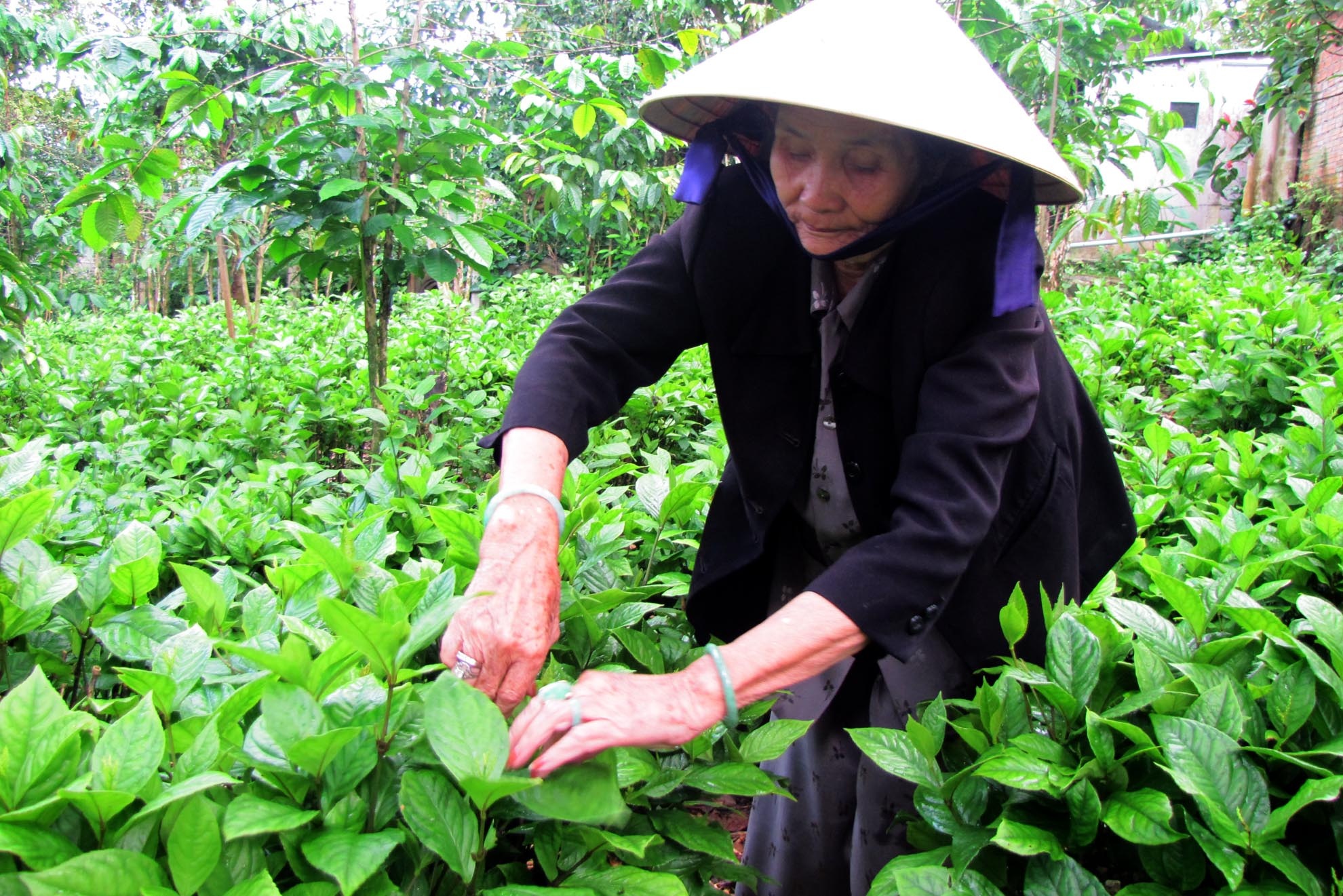 Giống có rồi song việc trồng và thu hoạch cũng lắm công phu. Xứ B’Lao vốn sương mù quanh năm, mặt trời lên trễ mà hoa sói khi gặp nắng ban mai mới bung nở, đó là thời điểm tốt nhất để hái hoa. Hoa sói nhỏ từng hột tròn như hạt minh châu vì vậy còn có tên gọi là Châu (Chu) lan hoa và trà hoa sói còn gọi là Châu (Chu) lan trà. 