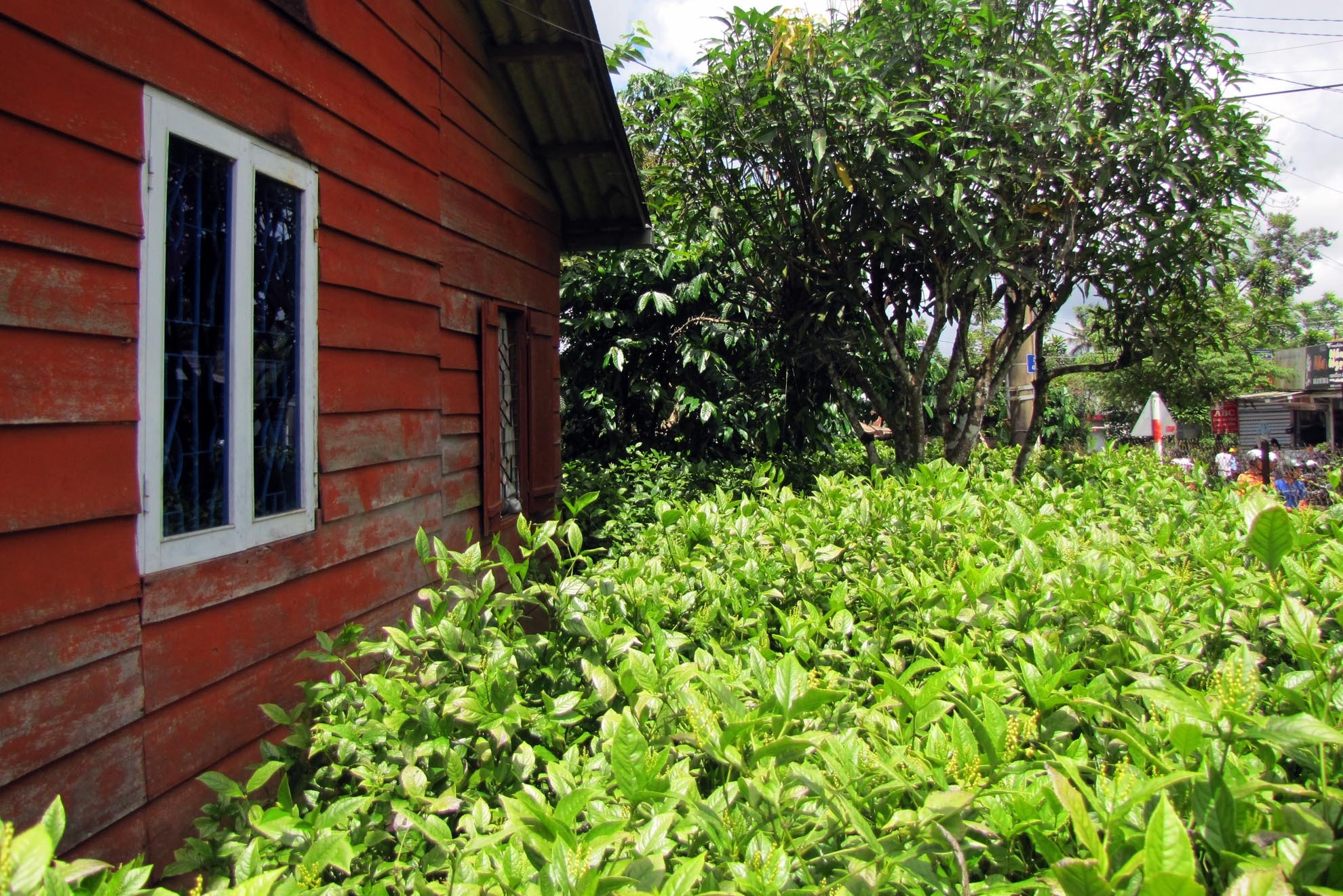 Hoa rời cây thì không chịu được nắng, không để được lâu phải ướp ngay không hương sẽ bay mất. Hương hoa sói đặc trưng là tuyệt diệu là vậy xong không đủ làm nền, để tôn vinh hương hoa cần phải ướp với nhiều loại khác như: cam thảo, tiểu hồi, quế chi, đại hồi. Vậy mới thấy ướp trà hoa sói công phu và tỉ mỉ đến mức nào. 