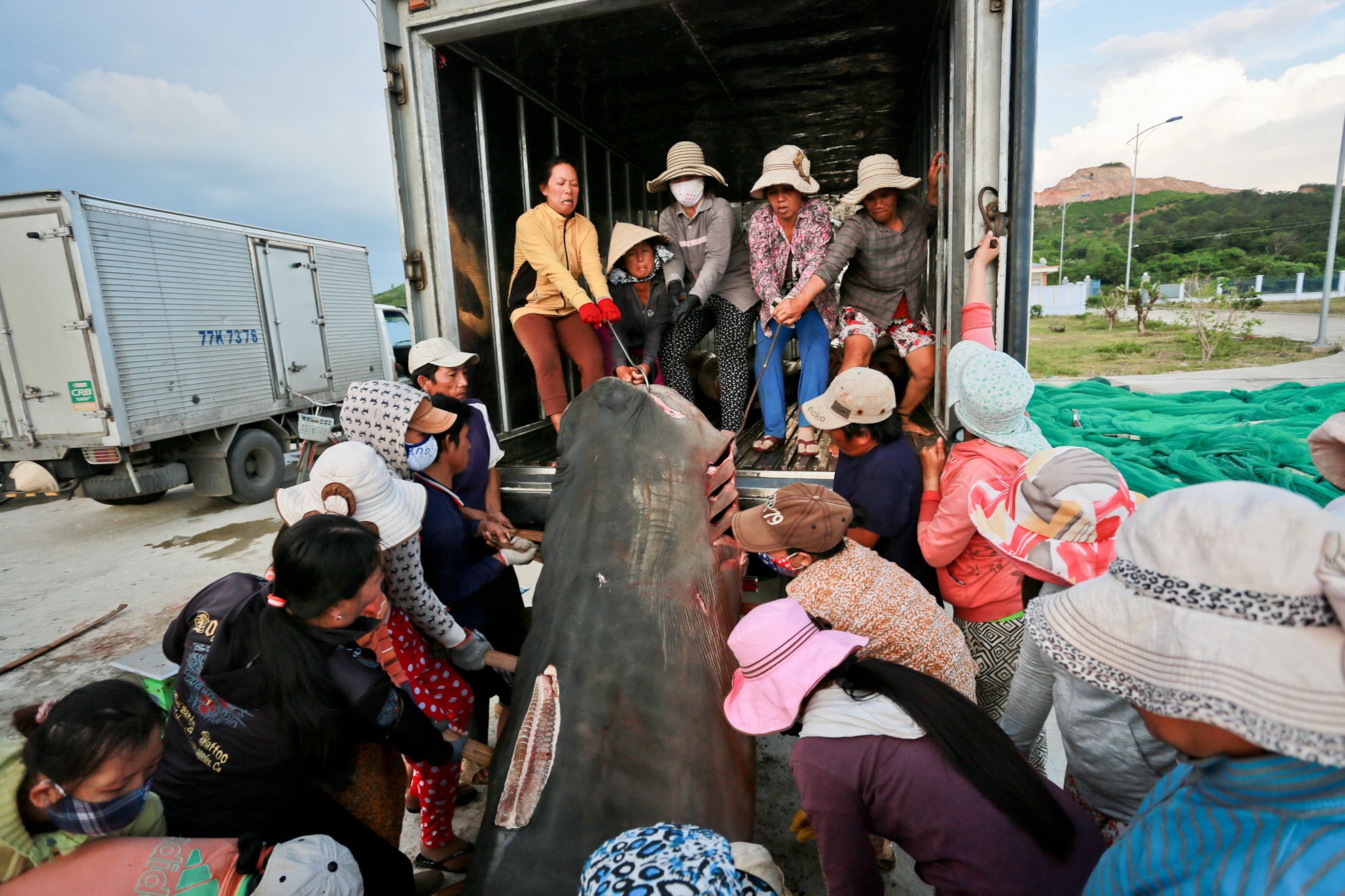 Để khiêng những con cá mập lớn nặng nửa tấn lên thùng xe tải, đội nữ khiêng cá mập phải nhờ đến cánh mày râu giúp sức 