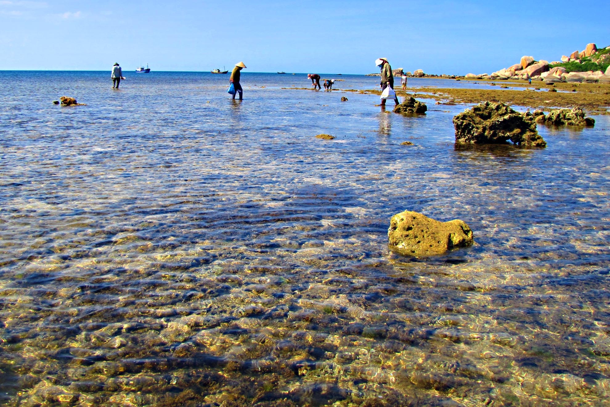 Vào buổi chiều khi thủy triều rút cũng là lúc “sản vật” của biển cả xuất hiện. Những thảm rau câu nổi dần trên mặt san hô cạn. Người dân quanh đây bắt đầu công việc khác thác của mình.