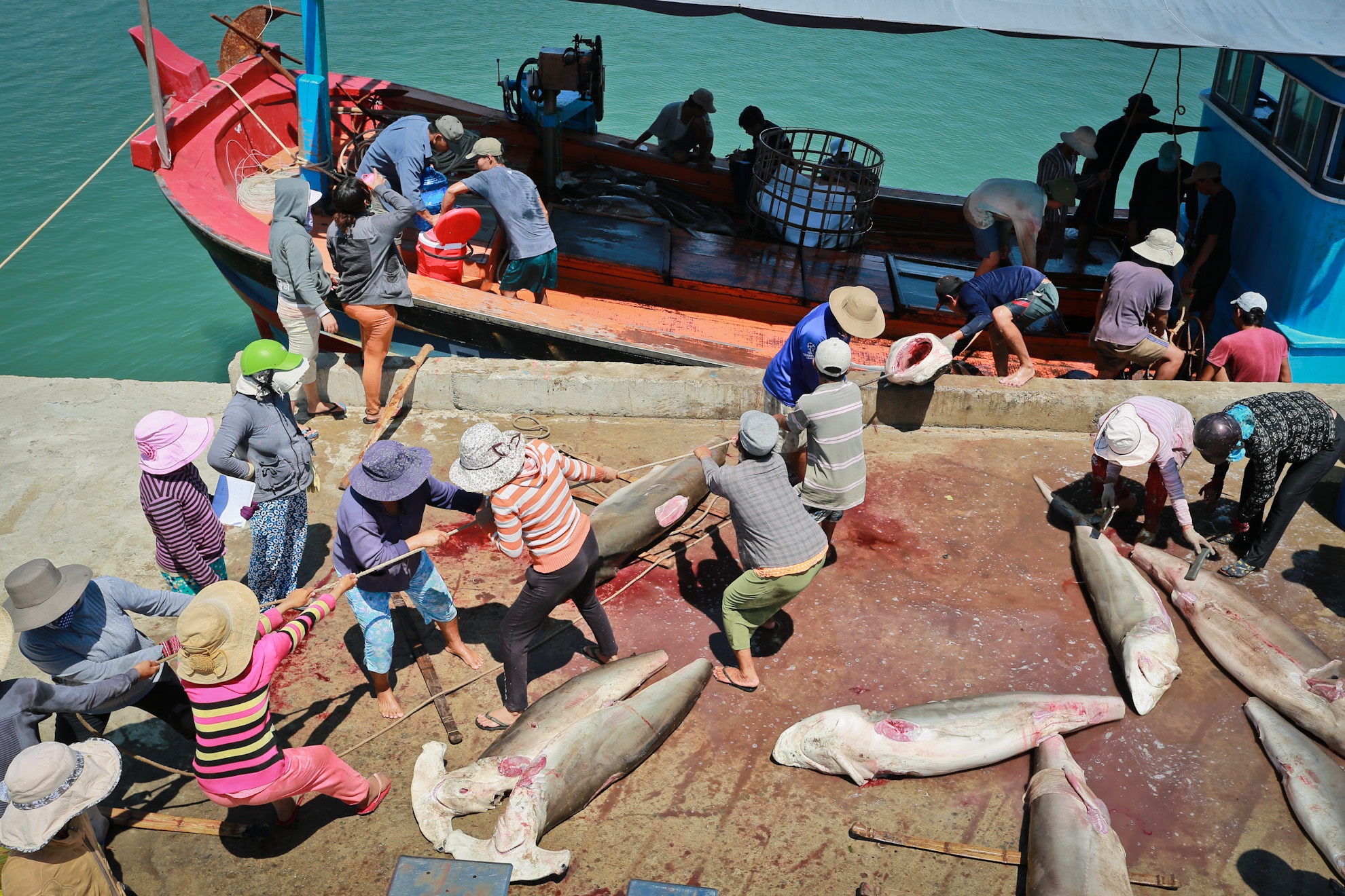 Hàng ngày, những phụ nữ này ở bến cá chờ tàu về. Tàu câu cá mập là những tàu đi lâu ngày ở các vùng biển xa như Hoàng Sa, Trường Sa, những con cá mập bắt được nặng hàng tạ nên công việc của họ rất nặng nhọc,