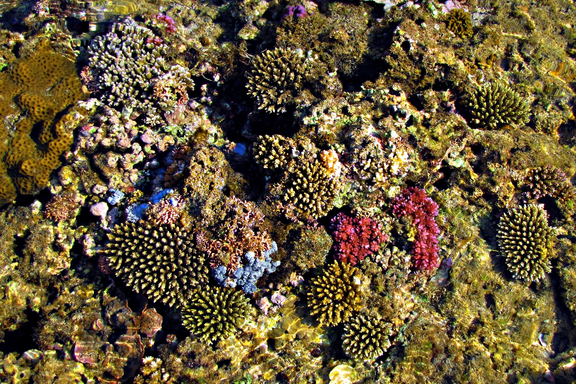 Bên dưới những tham rau câu là một thiên đường biển kỳ ảo mở ra trước mắt đẹp đến sững sờ.  Muôn loại san hô với đủ màu sắc  bày ra trước mắt. Nơi đây có nhiều rạn, khe, hang đá vậy nên san hô cứ bám vào đó mà sống tạo nên cảnh quan cực kỳ kỳ bí và sống động