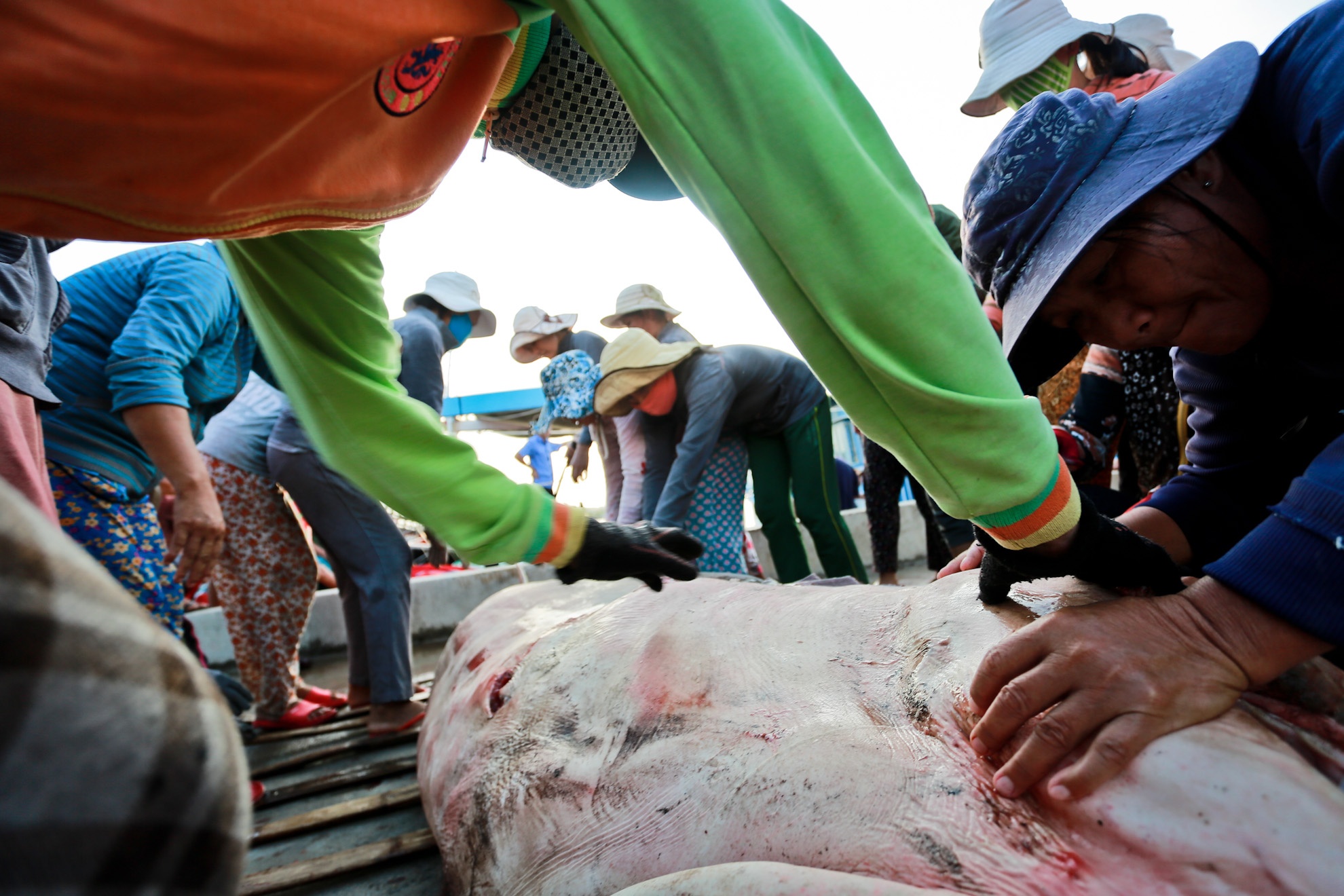 Những con cá mập lớn nặng vài tạ cần phải có nhiều người chung tay mới vác nổi.