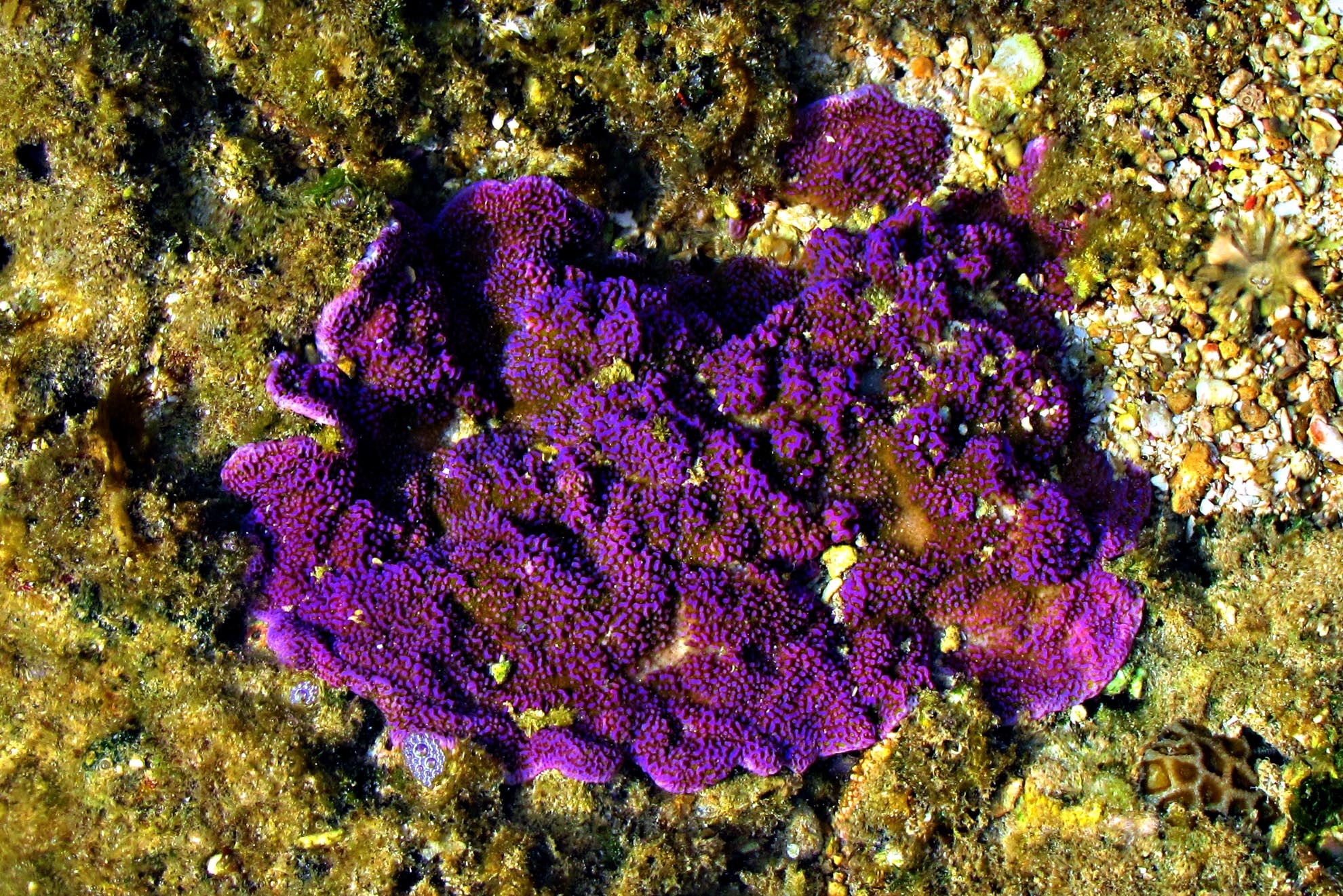 Nhẹ bước trên thảm san hô thân mềm,  tận tay chạm vào các loại san hô khác nhau như san hô não, san hô sừng nai, san hô thảm, tận mắt nhìn ngắm hình dáng kỳ lạ, màu sắc rực rỡ thật sự của chúng. 