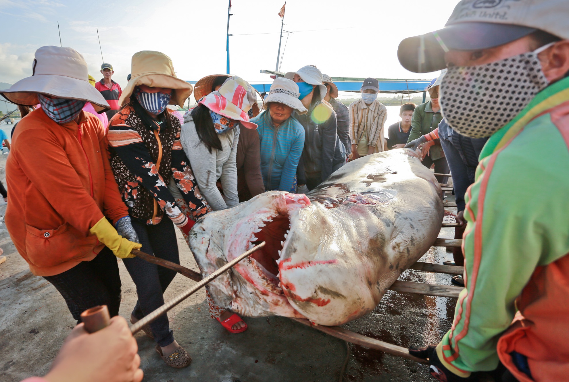 Không có dụng cụ hỗ trợ, phụ nữ ở Thủy Đầm phải dùng tay để lăn cá lên trên 5-6 chiếc đòn gánh để khiêng 