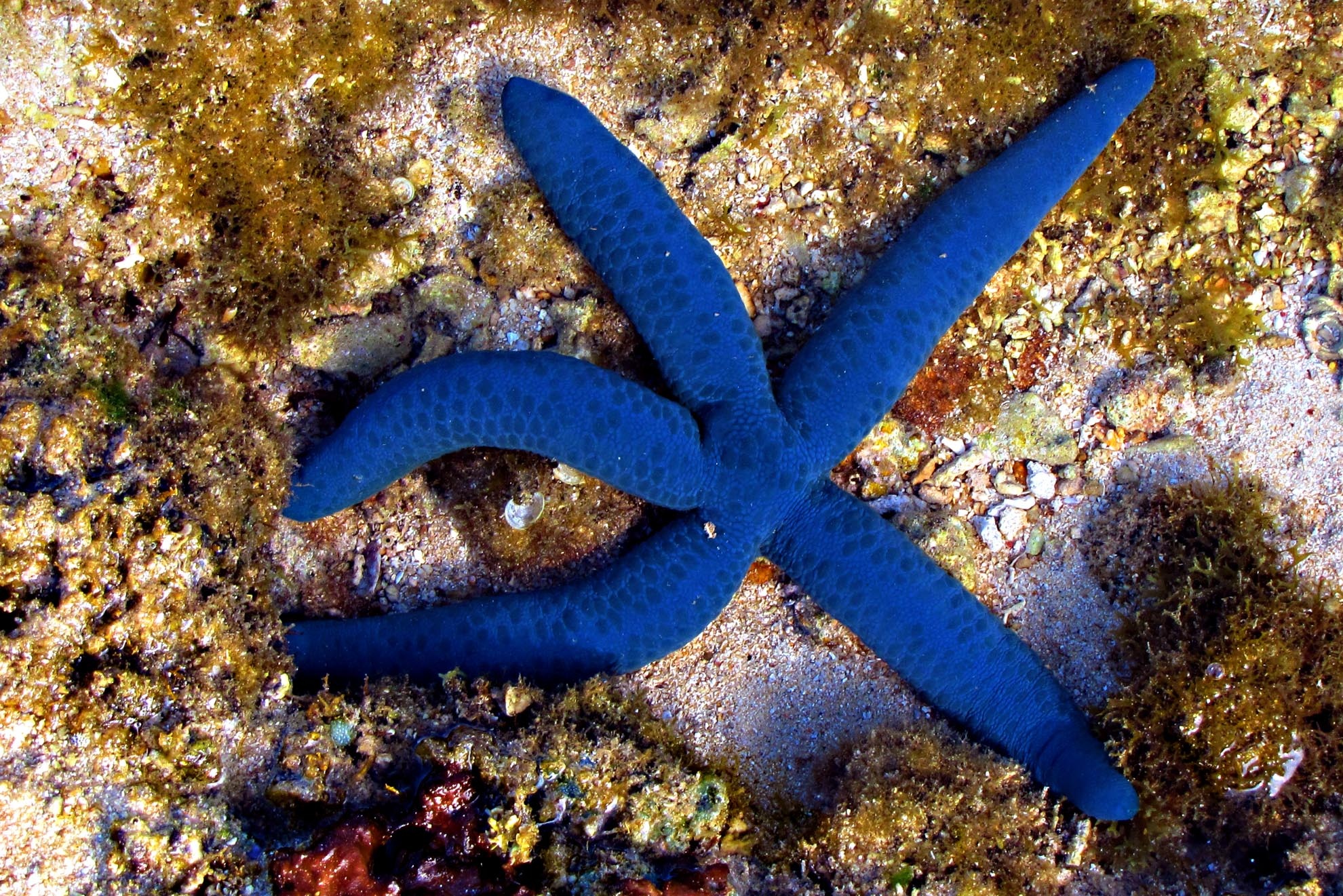 Nếu như vương quốc san hô là một khu vườn muôn ngàn loài hoa rực rỡ thì các loại sao biển với muôn màu sắc  và hình dạng kỳ lạ lại làm cho khu vườn dưới đáy biển này thêm sống động và lộng lẫy.