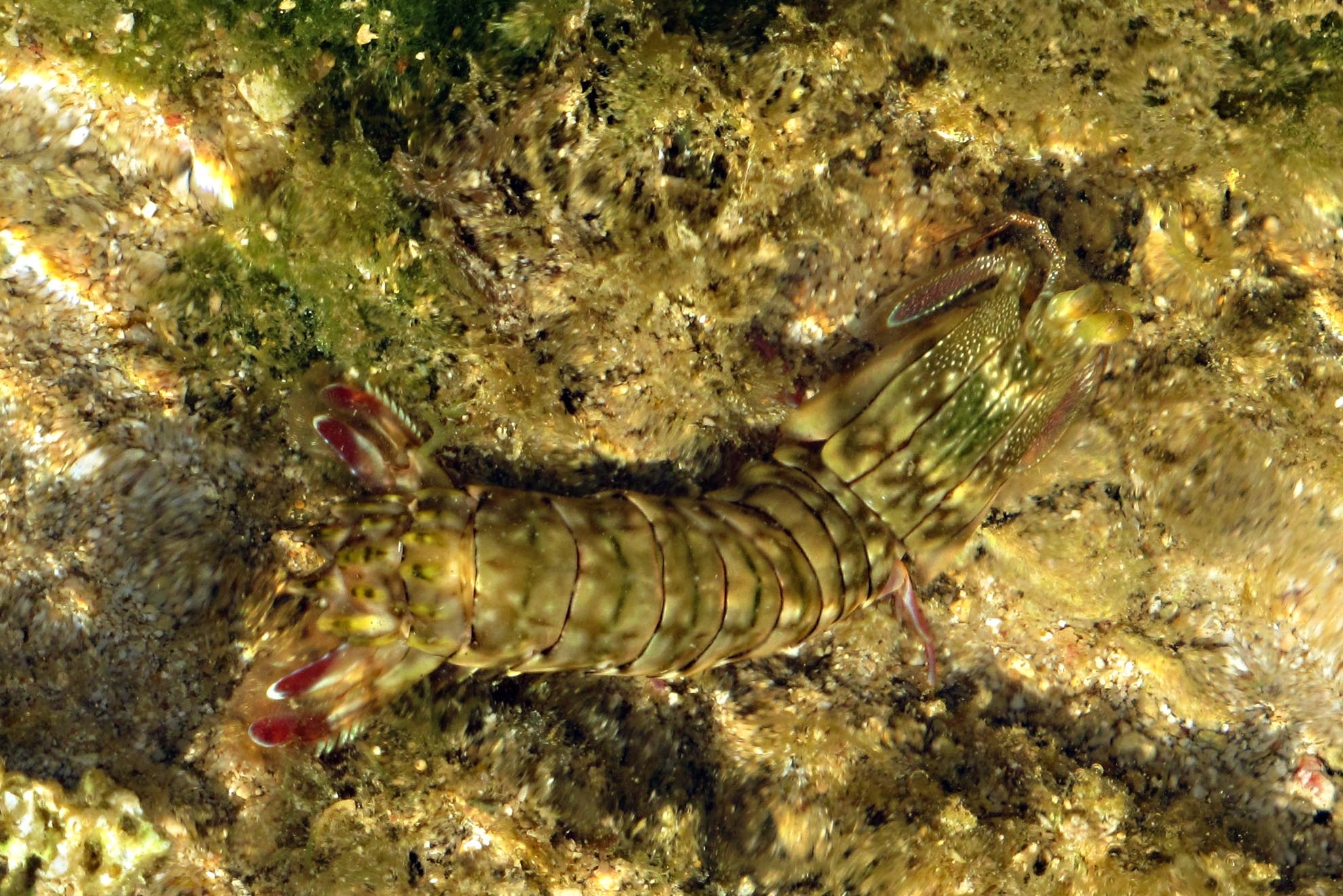 Dân cư của vương quốc san hô không chỉ nhiêu đó mà còn muôn vàn loại sinh vật biển khác như: cầu gai, sên biển, cua đá, tôm, sao biển thân mềm, sao biển gai, rồi cả họ hàng nhà ốc như: ốc mặt trăng, ốc gai, ốc sứ, ốc cối…  