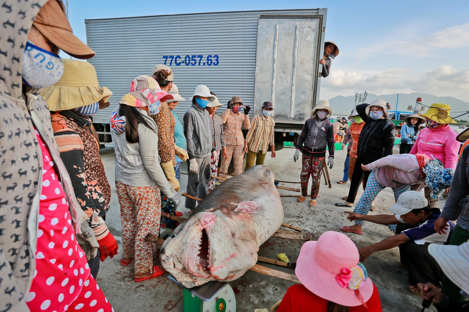 Cá mập sau khi được kéo lên bờ sẽ cân, trước khi được các chị em khiêng lên lên xe tải đông lạnh