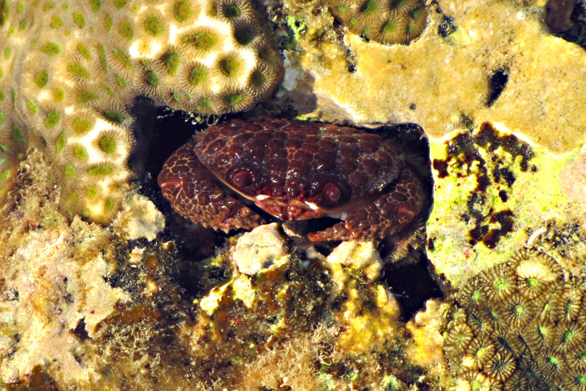 Ở đây có rất nhiều vũng nhỏ nên khi nước rút, tôm cua kẹt lại trong hốc đá rất nhiều. Du khách có thể thử “một ngày làm ngư dân” để chuẩn bị cho bữa tối thú vị.