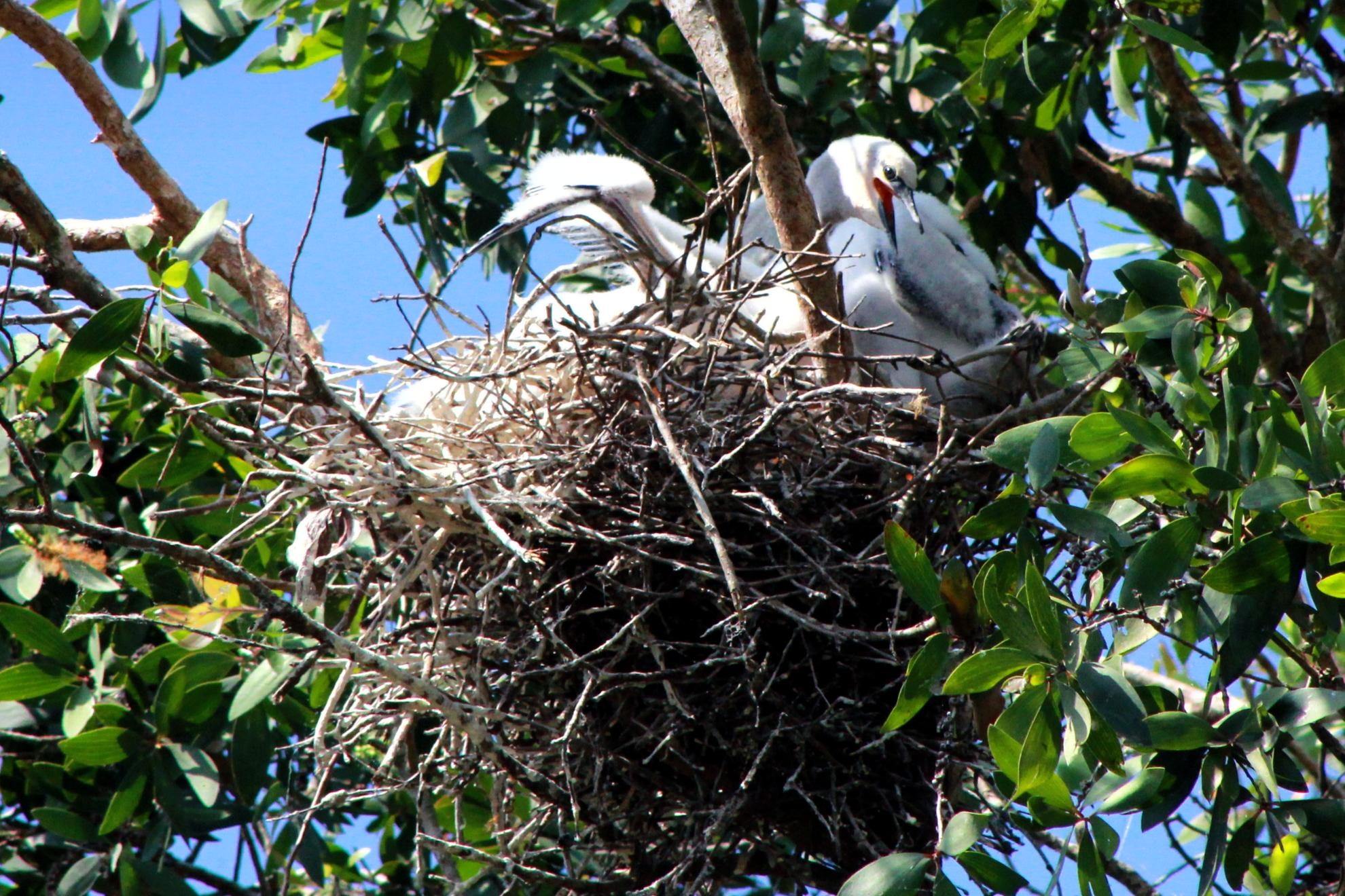 Trong chiếc tổ nhỏ xinh những chim non há mỏ líu ríu đòi ăn, những chú cò trắng tung cánh trình diễn những vũ điệu điệu nghệ cùng nhau, những chú vạc xám thập thò sau tán cây nghe ngóng tình hình rồi bất ngờ tung cánh. 