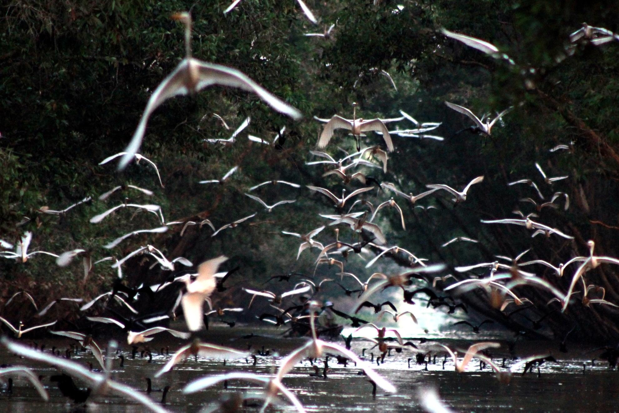 Khi ánh dương chiếu những tia sáng đầu tiên từ phía chân trời xa thì cùng là lúc điều mong chờ đã đến. Phóng xuồng thật nhanh giữa dòng kênh xanh, vạn cánh chim còn ngái ngủ chợt bừng tỉnh giấc và tung cánh đón chào ngày mới. Khung cảnh thiên nhiên đến choáng ngợp hiện ra trước mắt, ngàn vạn cánh chim giăng kín bầu trời, tung cánh liệng trên mặt nước rồi vút xa mãi đến khuất dần
