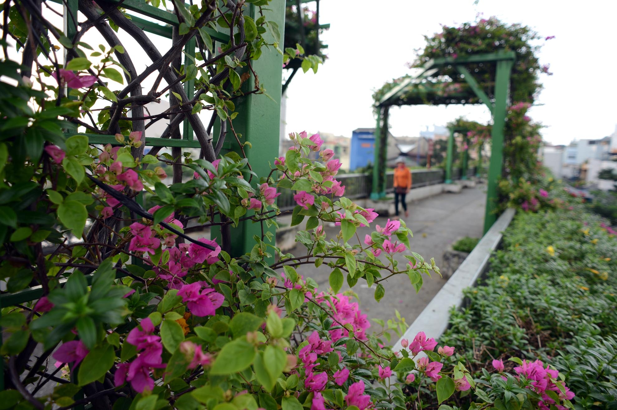 Các cây cầu vượt bộ hành trên tuyến đường được lắp thêm các khung vuông, mái vòm để làm mái hoa mọc lên.