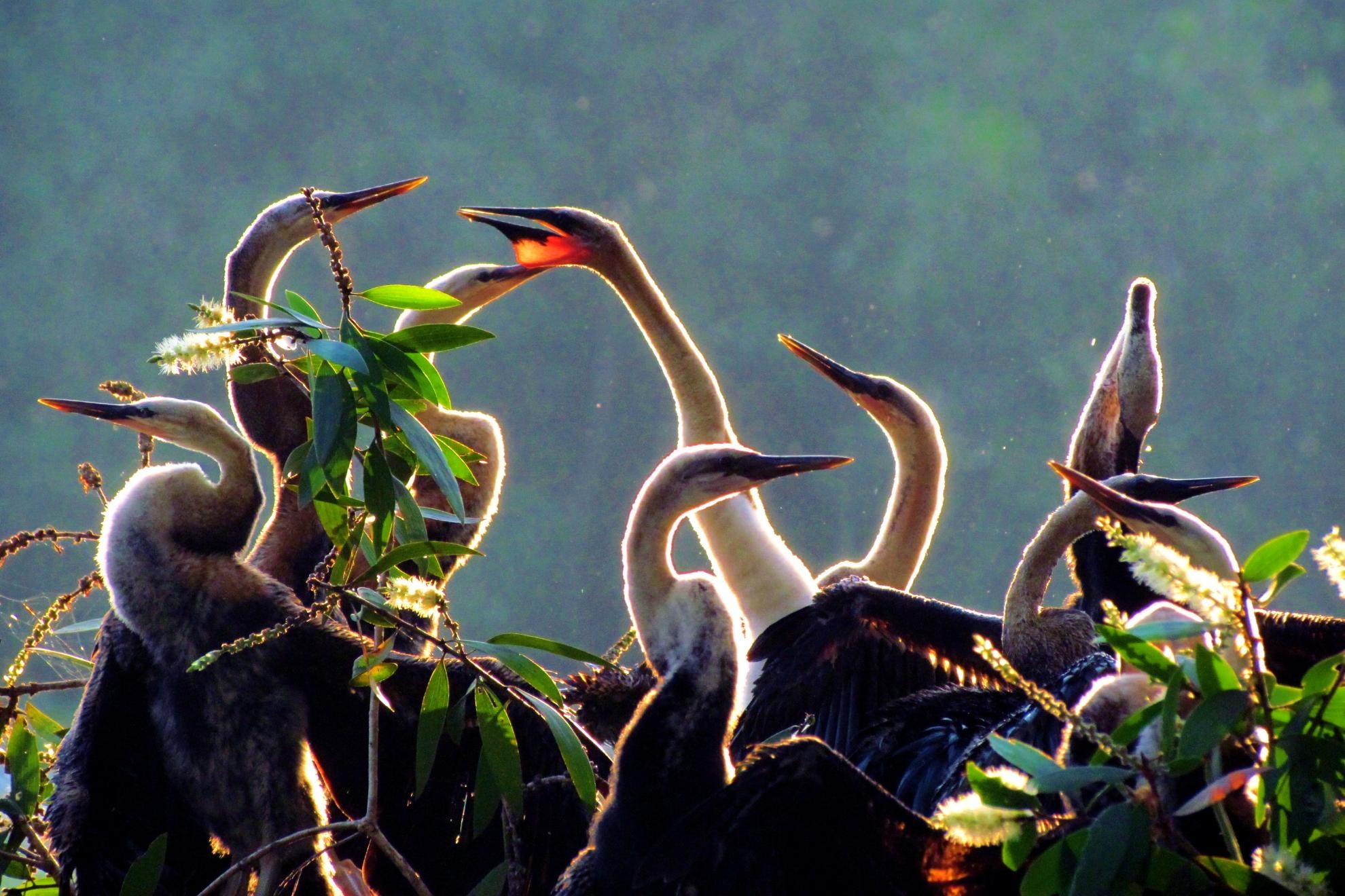 Những bầy điêng điểng (chim cổ rắn) đang tự do đùa giỡn cùng nhau. 