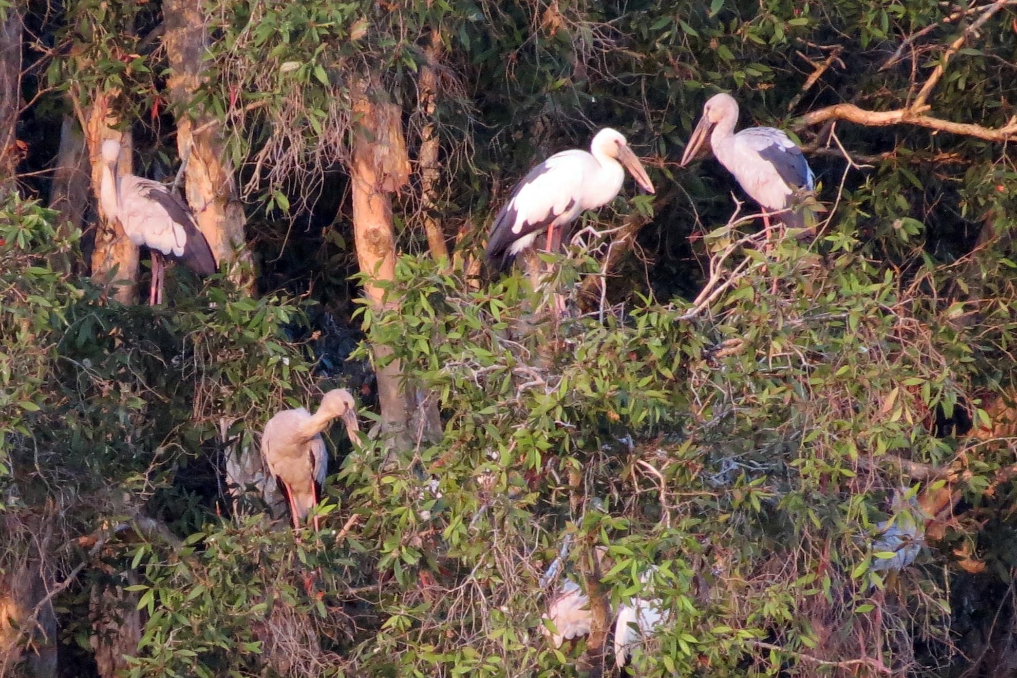 Đàn cò ốc quý hiếm còn biếng lười đứng lặng im sưởi nắng.