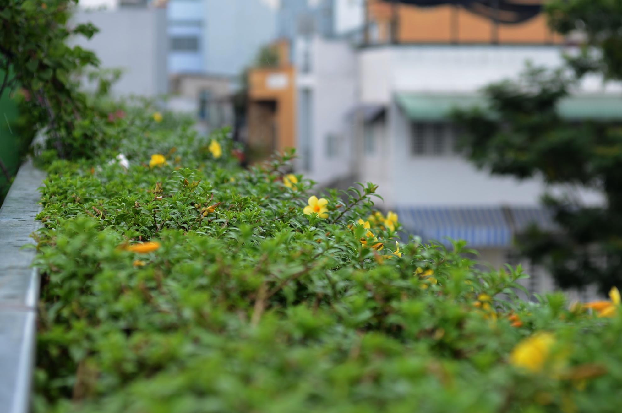 Các công nhân công ty cây xanh cũng thường xuyên chăm sóc “vườn” hoa trên cao nhằm duy trì sự tươi tốt.