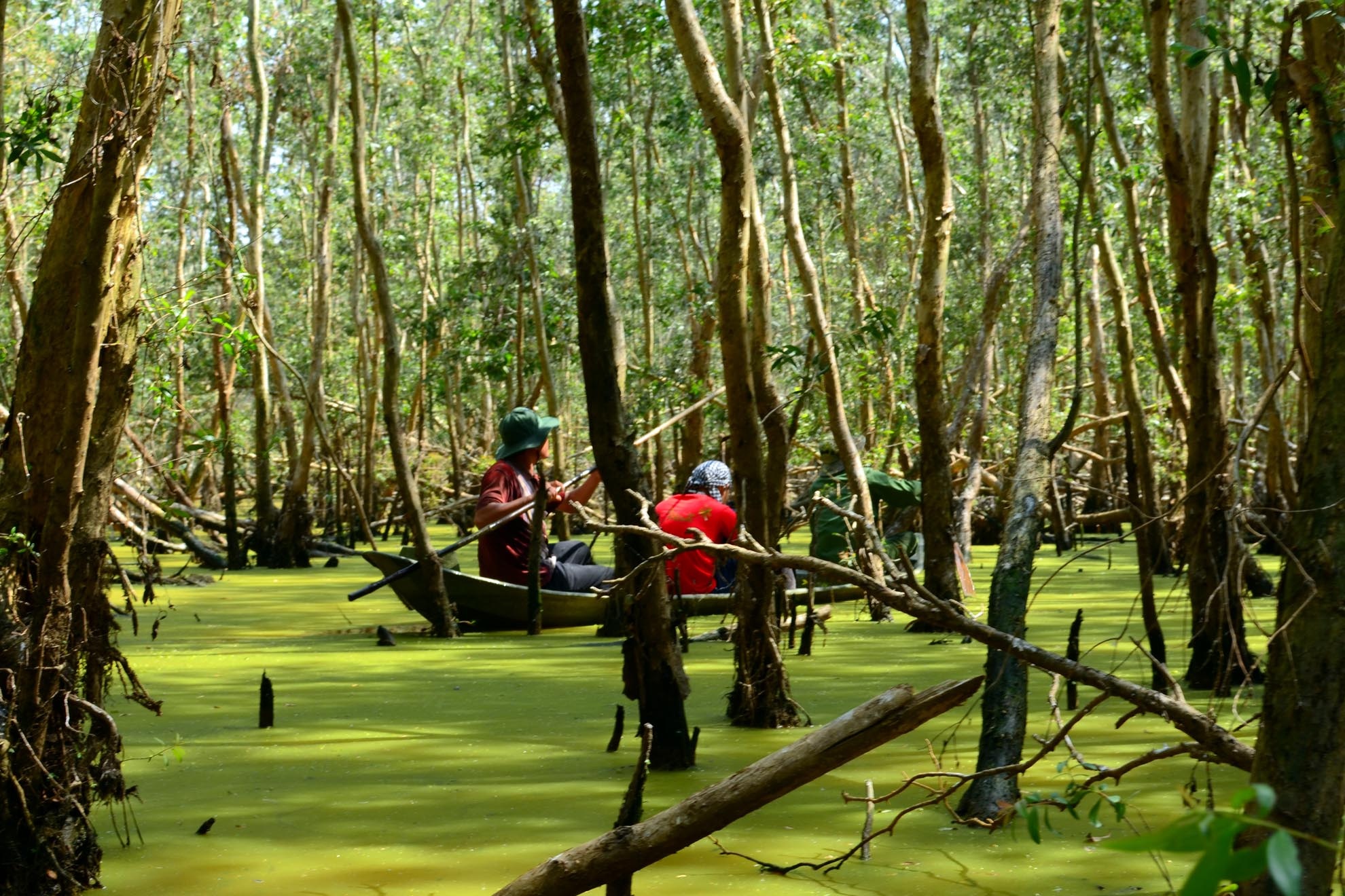 Tham quan khu chim sinh nở hẳn làm du khách thích thú với không gian rộn ràng, rôm rả.  Để bảo vệ môi trường cho các loài chim thì không được sử dụng các phương tiện cơ giới trong khu vực này. Chiếc xuồng nhỏ tiếp tục rẽ nước đưa chúng tôi tiến sâu hơn vào rừng, qua một khúc ngoặt, một bức tranh tuyệt diệu nhất của màu xanh thiên nhiên hiện ra trước mắt. Những thảm bèo màu xanh chuối phủ kín cả khu rừng cả con đường nước, chiếc xuồng như xẻ thảm cỏ mà đi, cùng với màu xanh lá của triệu thân tràmcả không gian thật bình yên mát diệu. 