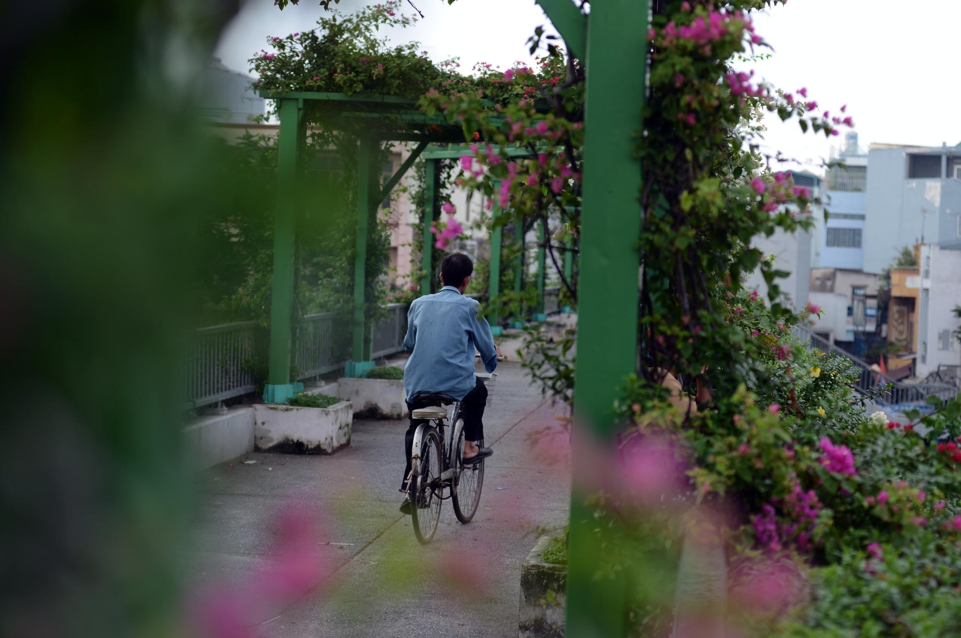 Người dân cũng thích thú đi lại trên những cây cầu vượt bộ hành này, có người còn mang cả xe đạp lên đó để đi dạo.