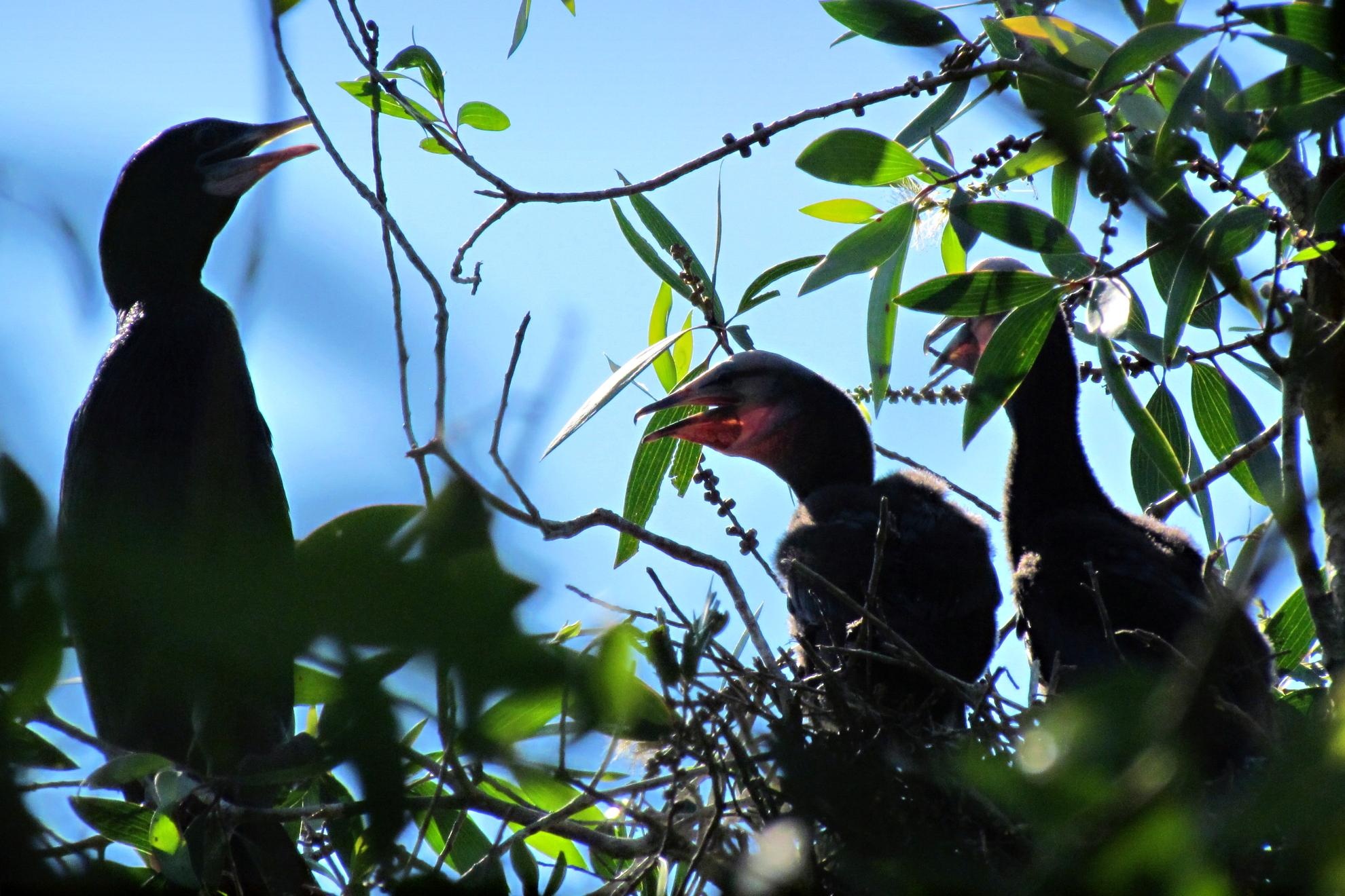 Trên đầu những chú cồng cộc ríu rít râm ran cùng nhau hòa bản hợp ca đón chào ngày mới.