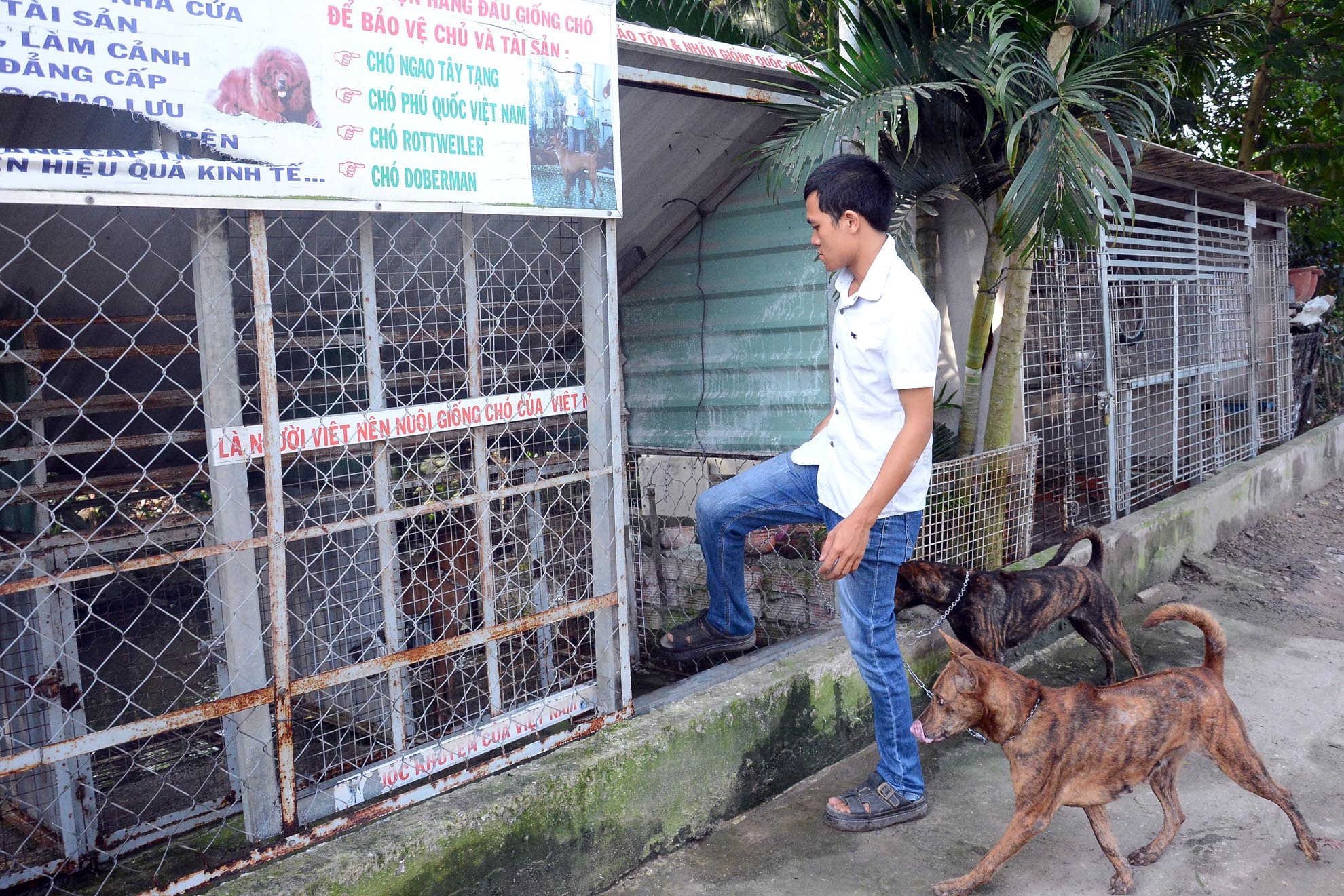 Ngoài cung cấp cho thị trường TP.HCM, cơ sở của anh Quý còn cung cấp cho các tỉnh ở miền Bắc và miền Trung. Con chó anh bán giá cao nhất là 80 triệu/con.