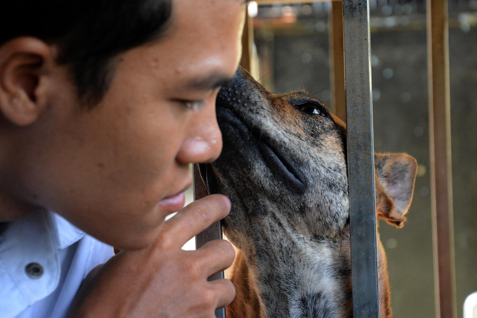 Mỗi năm, các chú chó Phú Quốc của anh Quý đều tham gia các hội thi chó và giành được nhiều giải thưởng