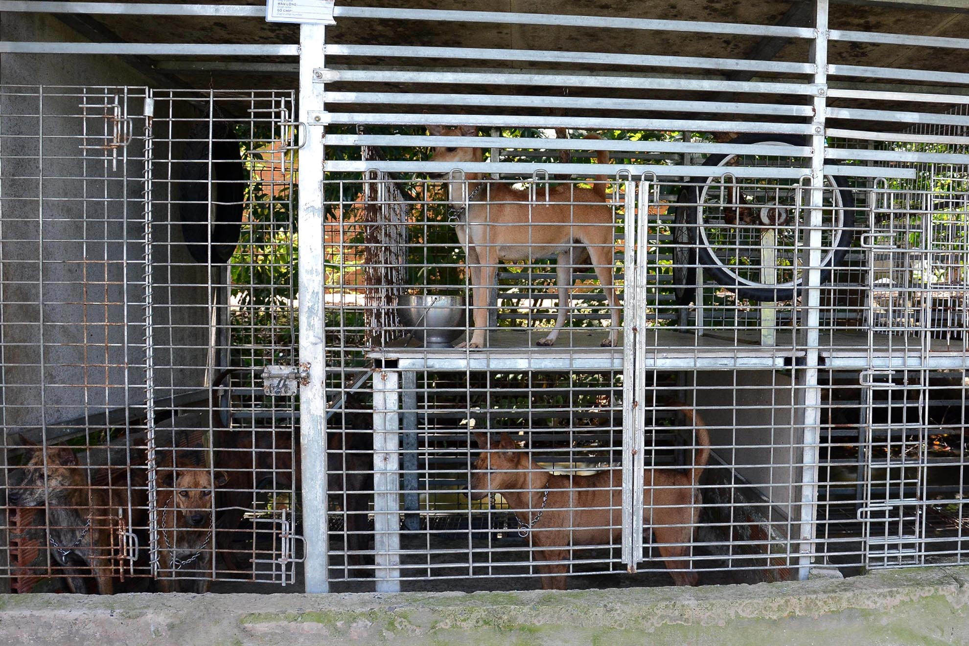 Cơ sở nuôi và bảo tồn giống chó quý hiếm Hoàng Hà của anh Quý được xây dựng từ năm 2010 với vốn đầu tư 200 triệu đồng, hiện cơ sở có hơn 50 con với nhiều giống chó Phú Quốc, chó ngao Tây Tạng.