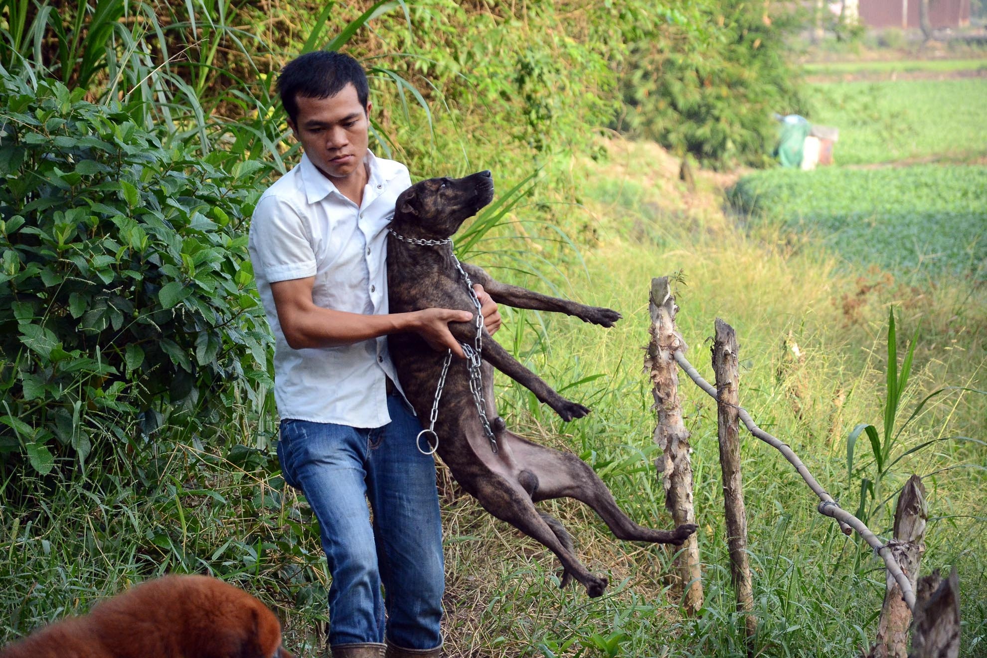Hằng ngày cứ 6 giờ sáng anh Quý lại dẫn đàn chó ra ngoài để chúng vận động, tắm nắng và kiểm tra tình hình sức khỏe. Đến 8 giờ sáng anh chuẩn bị thức ăn, mỗi ngày các chú chó ăn hai lần.